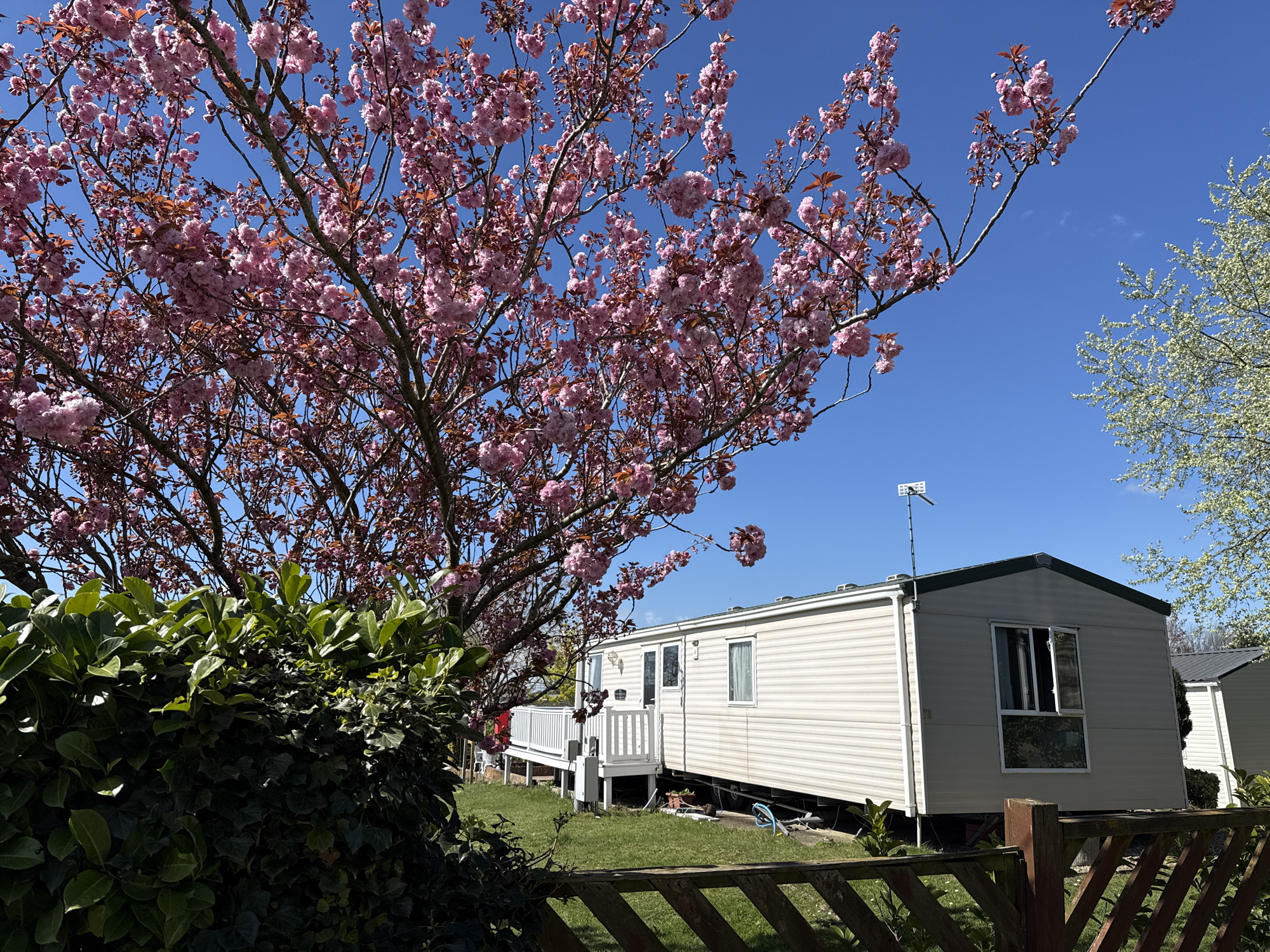A sunny day in Great Yarmouth, United Kingdom, reveals a tan-colored mobile home situated amidst green grass. A brown wooden fence sits in the foreground. A large tree with pink blossoms dominates the left side of the image, partially obscuring the mobile home. A smaller green bush sits between the tree and the fence. The sky is clear blue, and another trailer is partially visible on the right. An antenna is mounted on the roof of the mobile home.