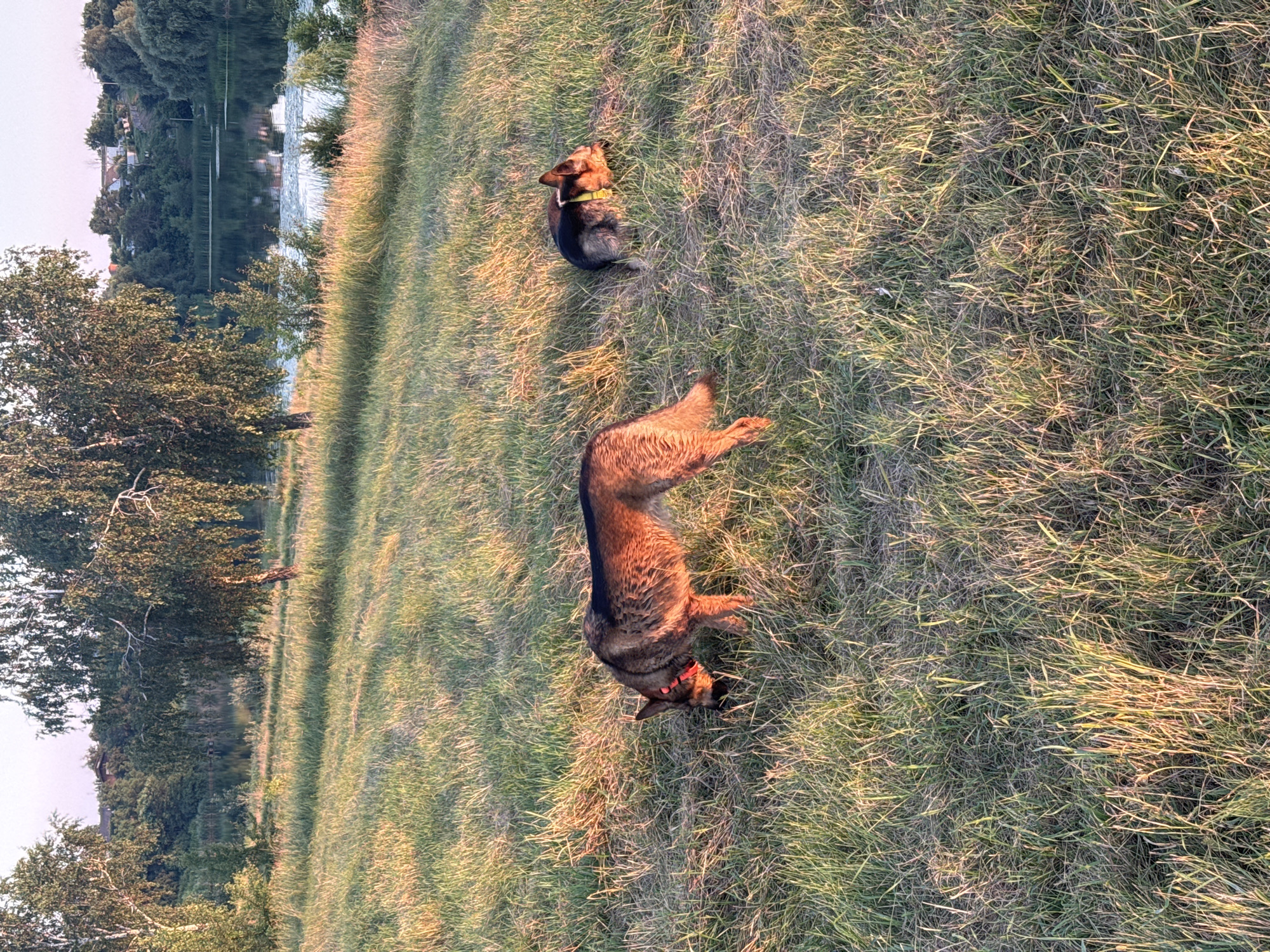 This is a vertical, high-angle photograph of two German Shepherd dogs in a grassy field next to a body of water. The dog in the foreground is lying on its back with its legs in the air, appearing to roll in the grass. It is wearing a red collar. The second dog is sitting upright a short distance behind it, facing away from the camera. It is wearing a yellow collar. The grass is tall and dry in places, with sunlight highlighting the blades.
In the background, across the water, there is a treeline with houses visible amongst the trees. The water reflects the trees and the sky, suggesting a calm surface. The light suggests it is late afternoon or early evening, with the sun casting long shadows and creating a warm glow on the grass. The setting appears to be a natural, outdoor environment, possibly a park or a riverside area in Horodyshche, Ukraine. The dogs appear to be relaxed and enjoying themselves in the warm weather. There is no visible text in the image.