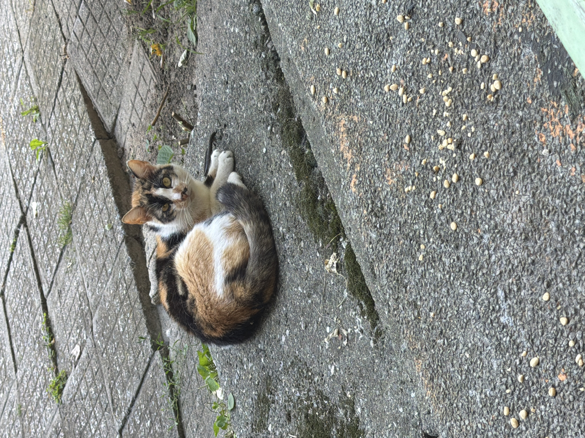 A tortoiseshell cat is lying on a concrete surface in what appears to be an outdoor urban setting, possibly a public space or pathway. The concrete is composed of large, square tiles with visible cracks and patches of moss. Small green weeds are growing through the cracks. The cat is curled on its side, facing the camera, with its tail wrapped around its body. Its fur displays patches of black, white, and orange-brown. The cat's expression is alert, with its eyes open and focused. Scattered across the lower section of the concrete surface are numerous small, light-colored objects, resembling pebbles or food pellets. The environment appears to be outdoors, with indirect sunlight illuminating the scene. No people or other animals are visible. The location is identified as Pazardzhik, Bulgaria.