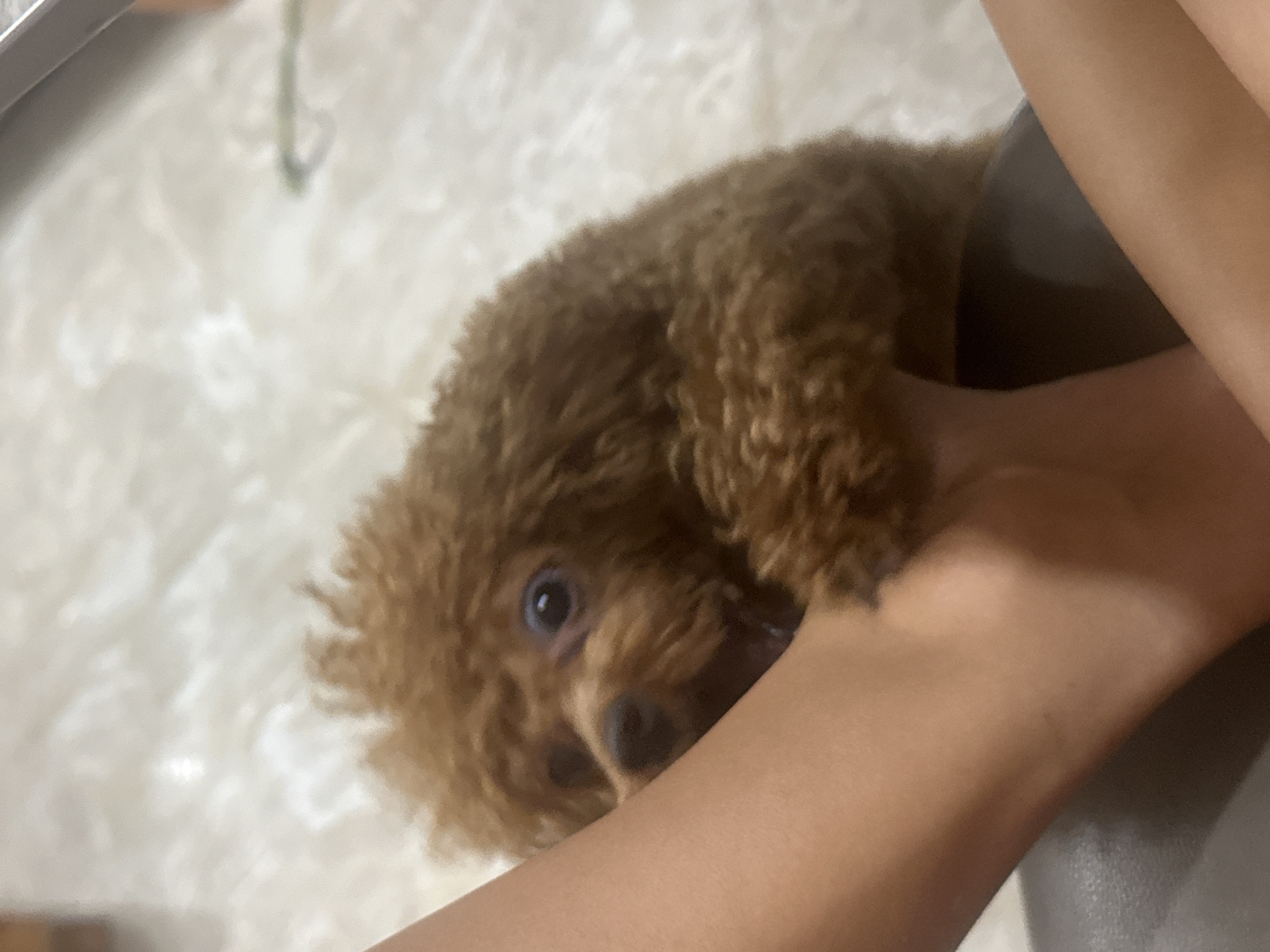 The image captures a close-up of a small, fluffy, brown dog, likely a poodle or similar breed, interacting with a human. The dog is the central subject, positioned with its head turned towards the viewer, revealing one prominent blue or light-colored eye and a dark snout. Its fur is a rich, curly reddish-brown, giving it a soft and dense appearance.
A human arm, with a light to medium skin tone, is visible across the right and bottom of the frame, cradling or holding the dog. The dog appears to be nestled comfortably against the person's arm, suggesting a moment of affection or play. A dark, indistinct surface, possibly clothing or furniture, is partially visible behind the arm and dog.
The background is a soft, light-colored, and subtly textured surface, likely an indoor setting such as a blanket, carpet, or cushioned furniture. A faint, blurry, thin vertical object, possibly a string or cord, is barely discernible in the upper left background. The lighting is diffused, indicating an indoor environment without harsh shadows. The dog's expression appears alert and engaged, conveying curiosity or playfulness. There is no visible text in the image. The scene suggests a warm interaction between the pet and its owner in an indoor setting within Bac Nha Trang Ward, Vietnam.