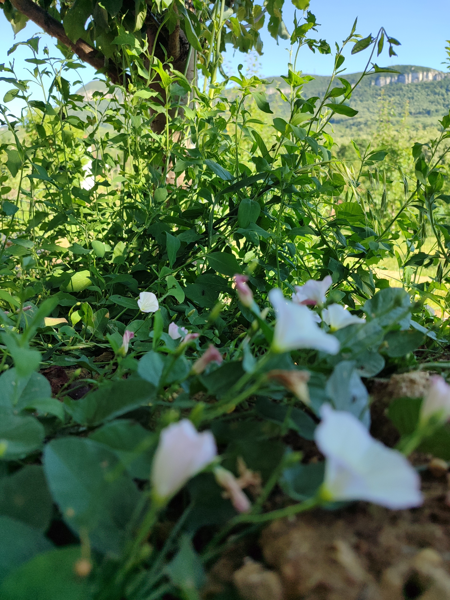 This is a low-angle, close-up, outdoor shot of green foliage and white flowers in Vratsa, Bulgaria. The image is dominated by lush green leaves and stems, with several small white and pink flowers scattered throughout the foreground. The flowers are out of focus, creating a shallow depth of field that blurs the background. In the background, a light blue sky is visible above a distant, hazy mountain range with a flat-topped summit. The overall impression is of a natural, overgrown setting, possibly a garden or a wild patch of land. There are no people or animals present.