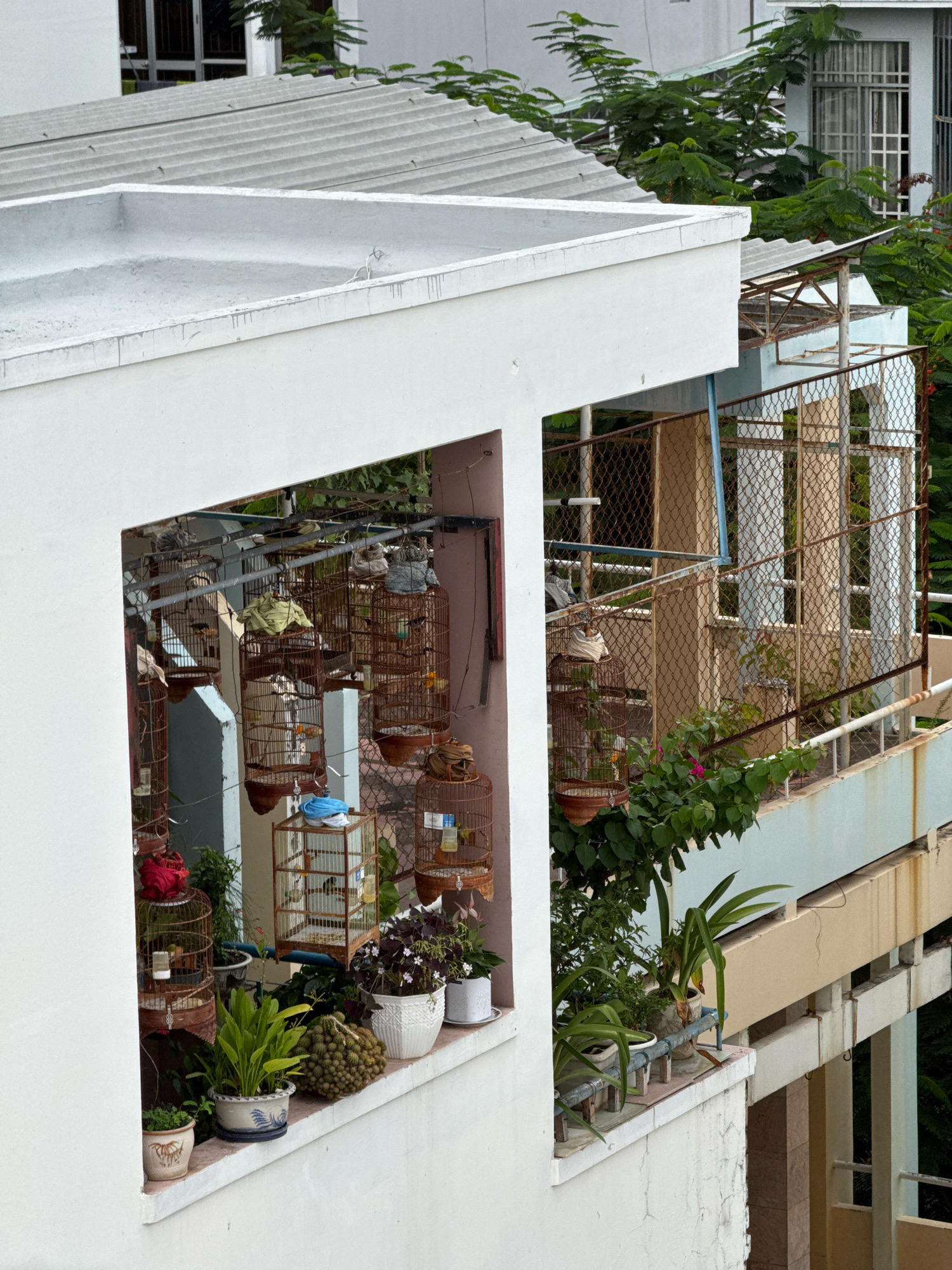 The image captures a balcony in Nha Trang, Vietnam, adorned with numerous bird cages and potted plants. The balcony is part of an apartment building, with other buildings and lush greenery visible in the background. Several round, wooden bird cages hang from a metal structure, some containing birds. Potted plants of various sizes and types are arranged along the balcony ledge, including a few with flowers and what appear to be decorative fruits or seed pods. The overall scene suggests a domestic setting where the owner enjoys keeping birds and tending to plants. The architecture and the presence of tropical foliage are characteristic of Nha Trang.