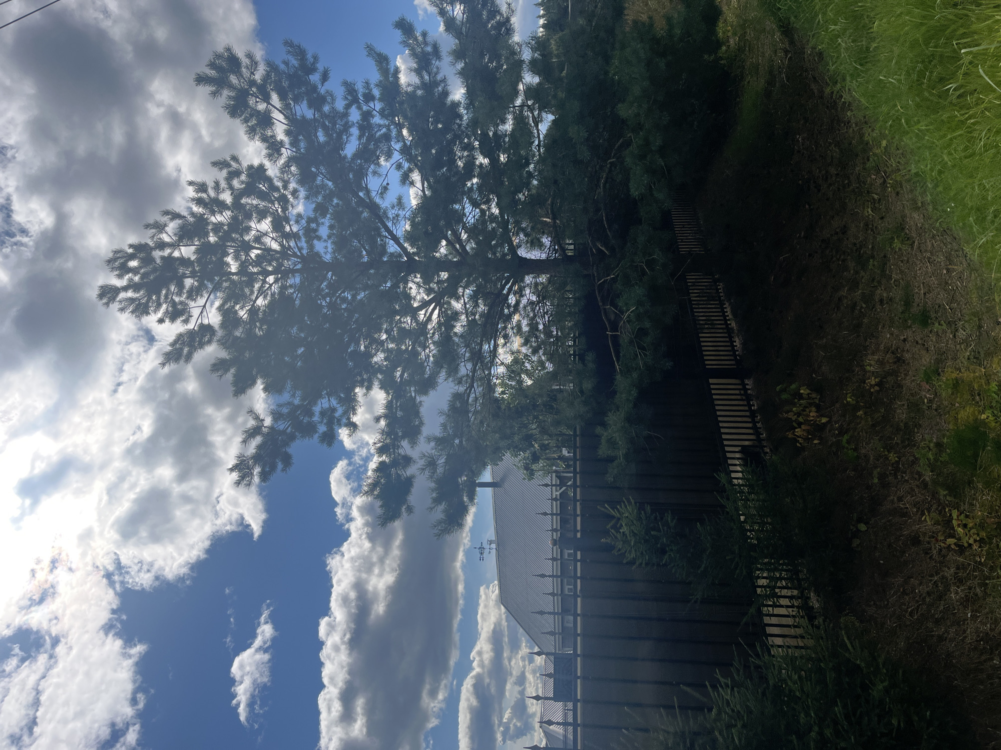 A wide-angle, outdoor, eye-level shot depicts a suburban landscape under a bright, partially cloudy sky. Dominating the mid-ground is a large coniferous tree, its branches silhouetted against the sunlit clouds. A dark metal fence runs horizontally across the frame, separating the foreground from a residential property visible behind it. The property features a grey-roofed house with a weather vane on the peak. In the foreground, green grass and dry vegetation line a sloping embankment. The scene appears to be located in Vladimirovka, Russia.