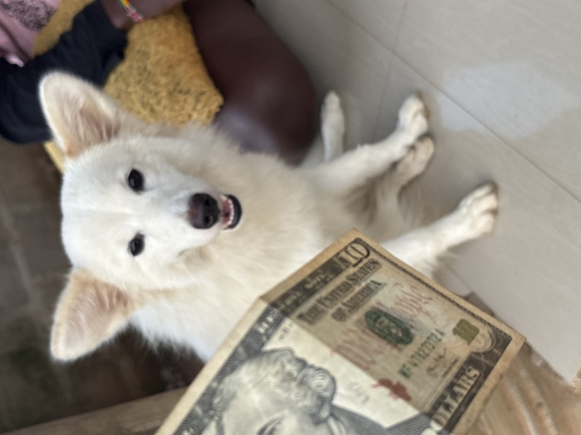 A white dog lies on its back with its paws in the air. A ten-dollar bill partially covers the dog. The location is Ikot Ekpene, Nigeria.
