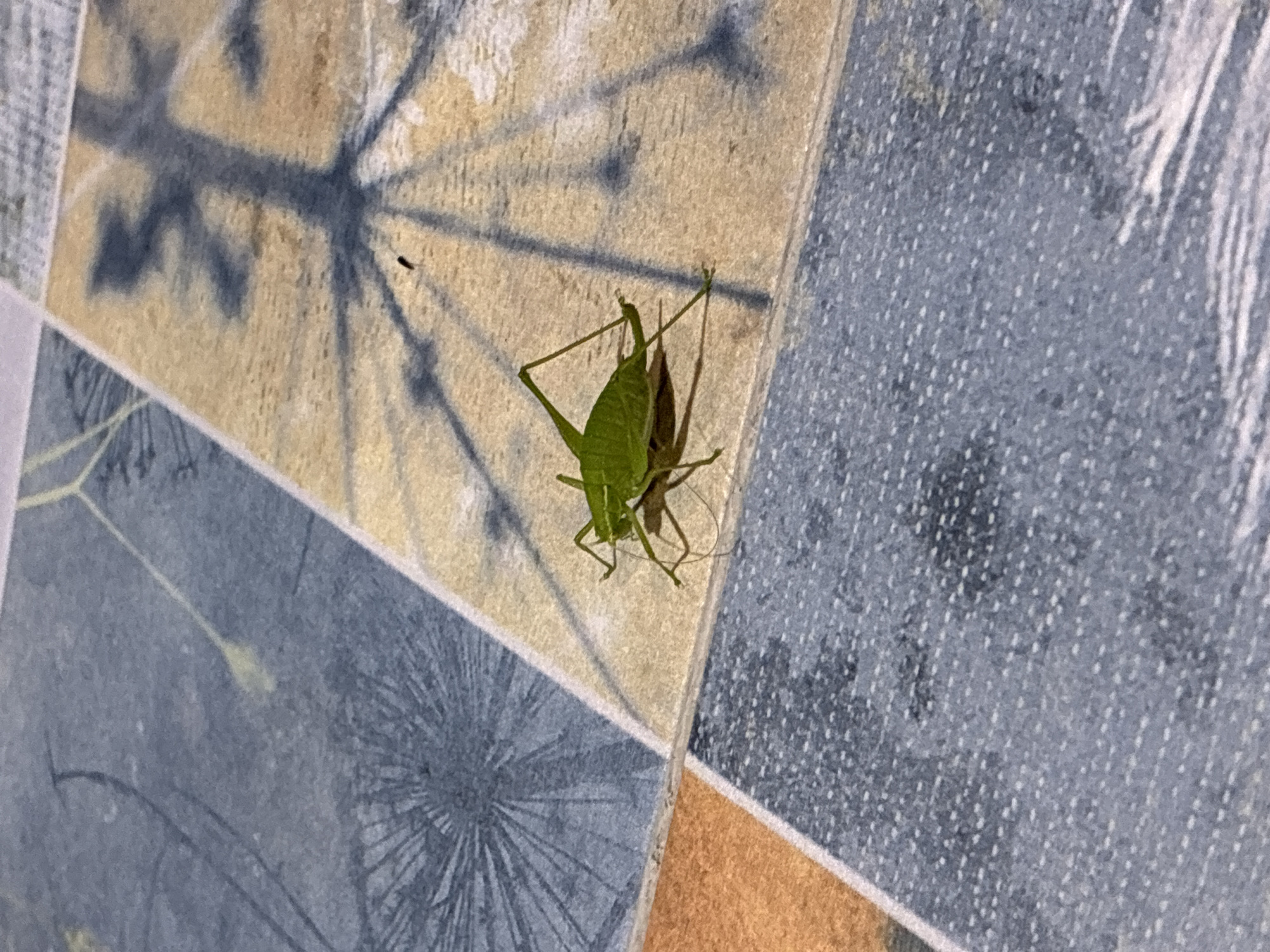 A bright green katydid is perched on a tiled surface, its body angled slightly to the right. The tiles are a mosaic of colors, featuring blues, grays, oranges, and yellows, with subtle patterns that resemble floral or abstract designs. The katydid's long antennae and hind legs are clearly visible. The background is out of focus, but it appears to be an indoor setting, possibly a floor or a table. The image was taken in Surami, Georgia.