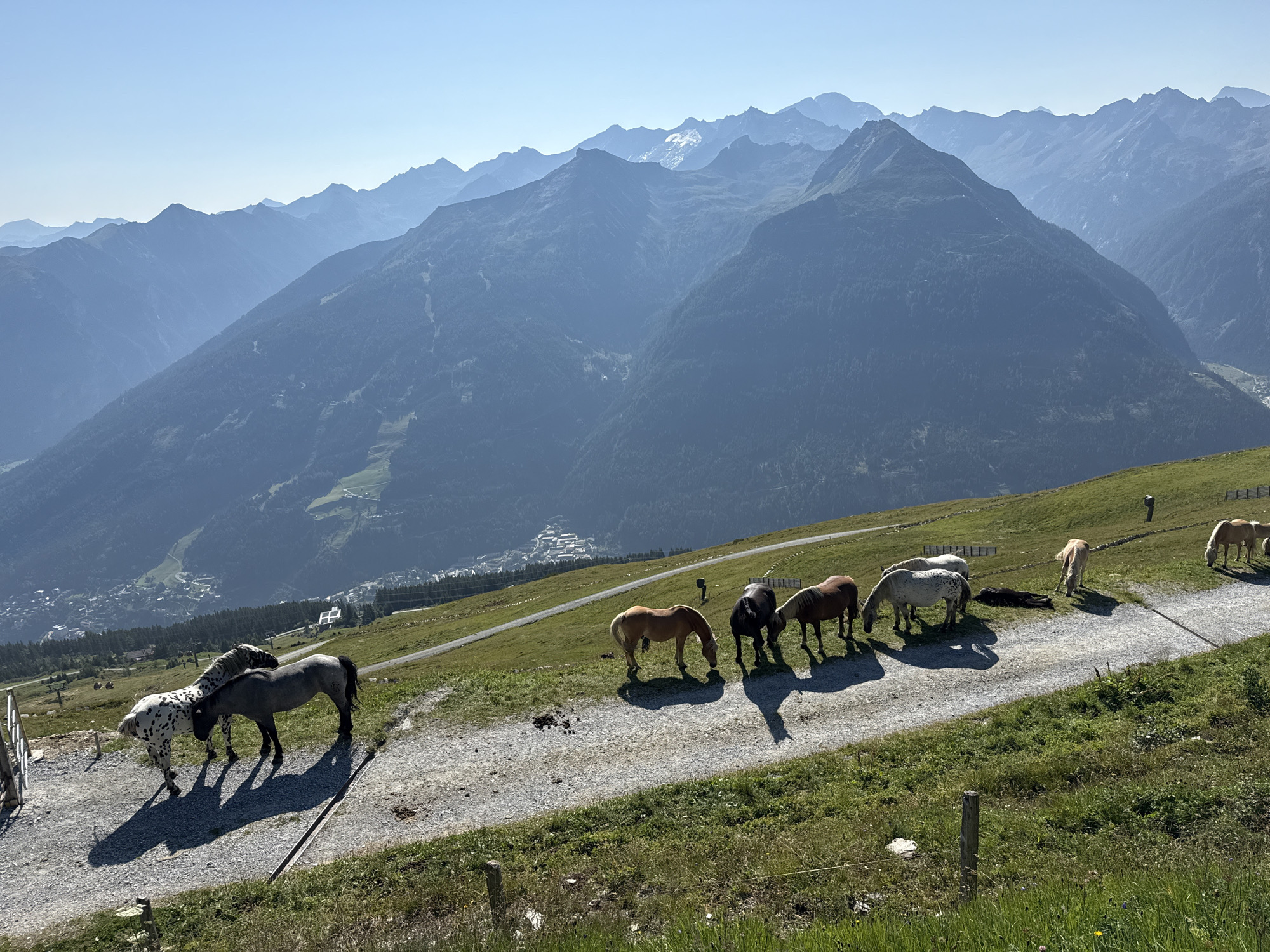 The image depicts a scenic mountain landscape in the vicinity of Bad Gastein, Austria. In the foreground, a gravel path winds across a grassy slope where several horses are present. To the left, two horses, one dappled grey and white and another solid grey, stand on the path. Further along the path, a group of five horses is visible: a chestnut horse grazing, followed by a dark brown horse, a lighter brown horse, a white horse, and a tan horse. In the background, the town of Bad Gastein is nestled in a valley, with buildings and infrastructure visible. The middle ground is characterized by steep, tree-covered mountain slopes. The furthest background consists of a series of majestic, blue-hued mountain ranges under a clear, bright sky. The overall impression is one of a serene alpine environment.