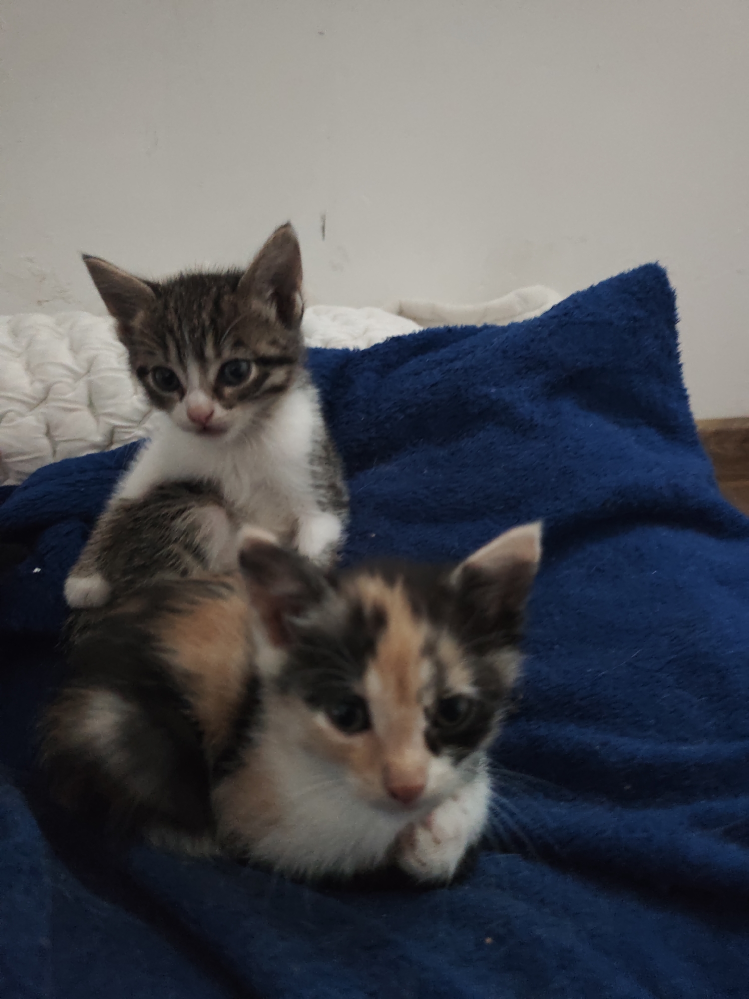 Two kittens are resting on a blue blanket indoors. The kitten in the foreground is calico, while the kitten in the background is tabby and white. The background includes a white pillow or blanket and a plain white wall. No evidence indicates the location is in Smolyan, Bulgaria.