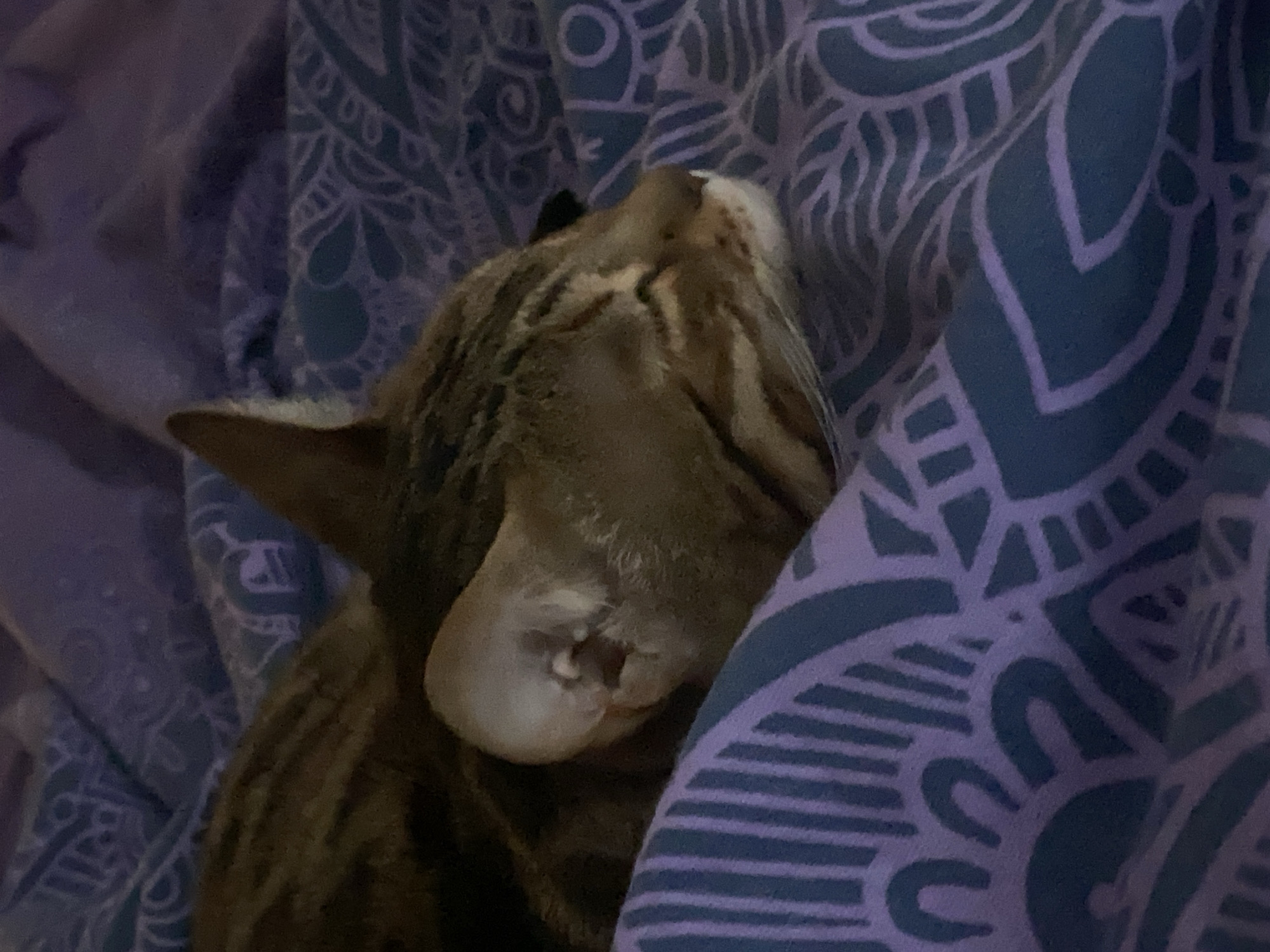 A close-up indoor shot depicts a sleeping cat, likely a domestic shorthair, resting on purple patterned bedding. The cat is positioned with its head tilted upwards, revealing its chin and part of its ear. The cat's coat is patterned with stripes. The background consists of the bedding with an abstract design in shades of purple. The photo does not show the location in the city of Chaikovsky, Russia.