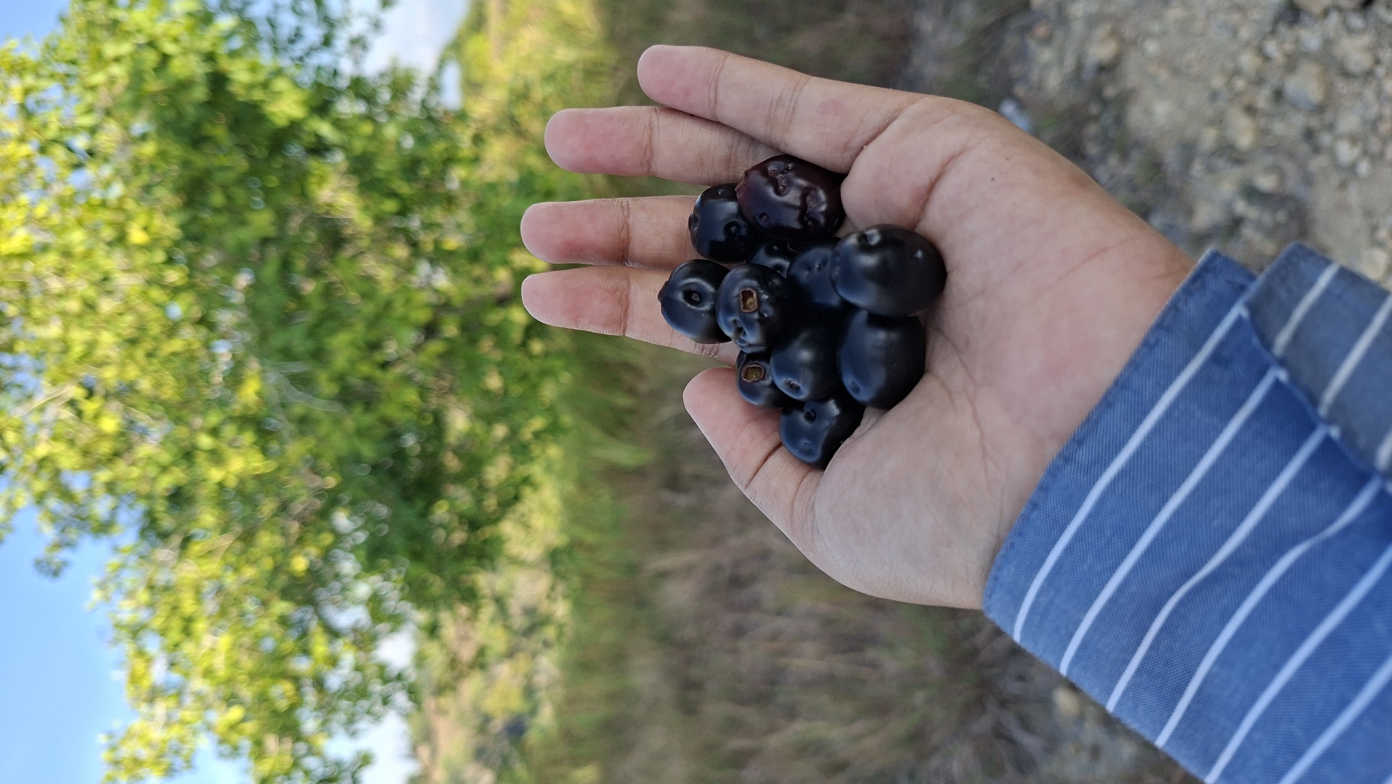 A person wearing a blue and white striped shirt holds a small pile of dark purple, round berries in their open palm. The berries are clustered together, obscuring the skin of the palm. The background is blurred, showing a green, leafy tree against a bright blue sky. The ground in the background appears to be covered in dry grass and dirt. The scene is outdoors, likely in a rural or natural setting.