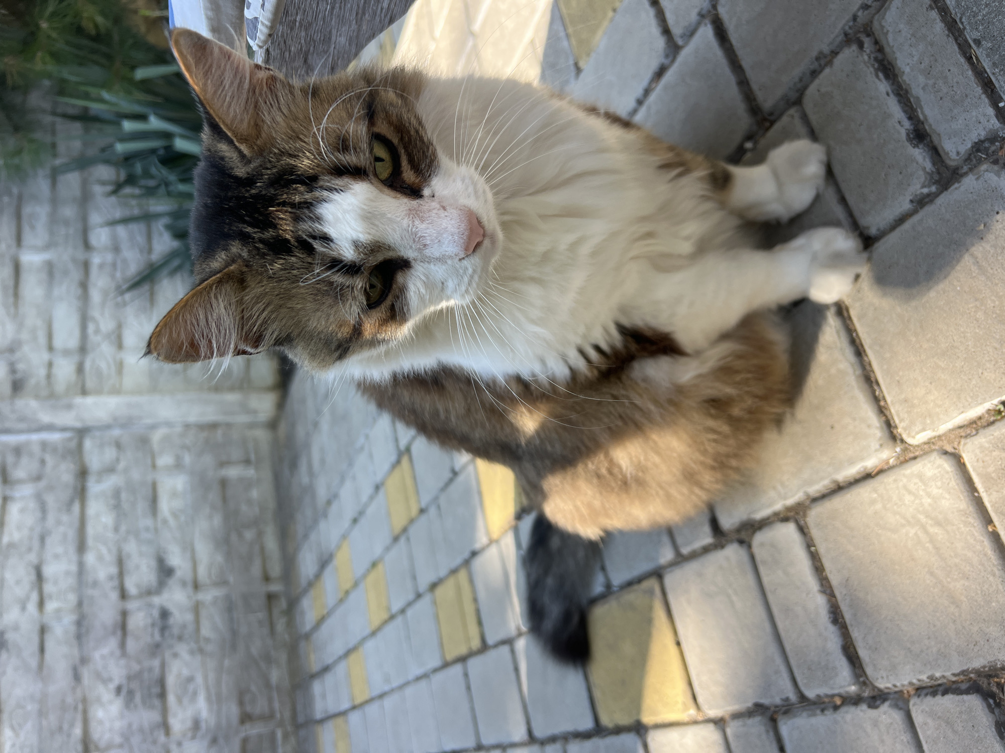 A medium-shot, eye-level, vertical photograph shows a calico cat sitting on a paved patio. The cat is facing forward and slightly down, with its head tilted. The cat has white, brown, and black fur, with a white chest and face, and brown and black markings on its head and back. Its eyes are green, and its nose is pink. The cat's tail is not fully visible, but appears to be dark in color. The patio is paved with rectangular concrete blocks, some of which are yellow. In the background, a light-colored brick wall is visible, with some greenery behind it. The lighting suggests it is daytime, with sunlight casting shadows on the patio. The image is taken outdoors, likely in a residential or public area. No specific landmarks of Fontanka, Ukraine are identifiable in the image.