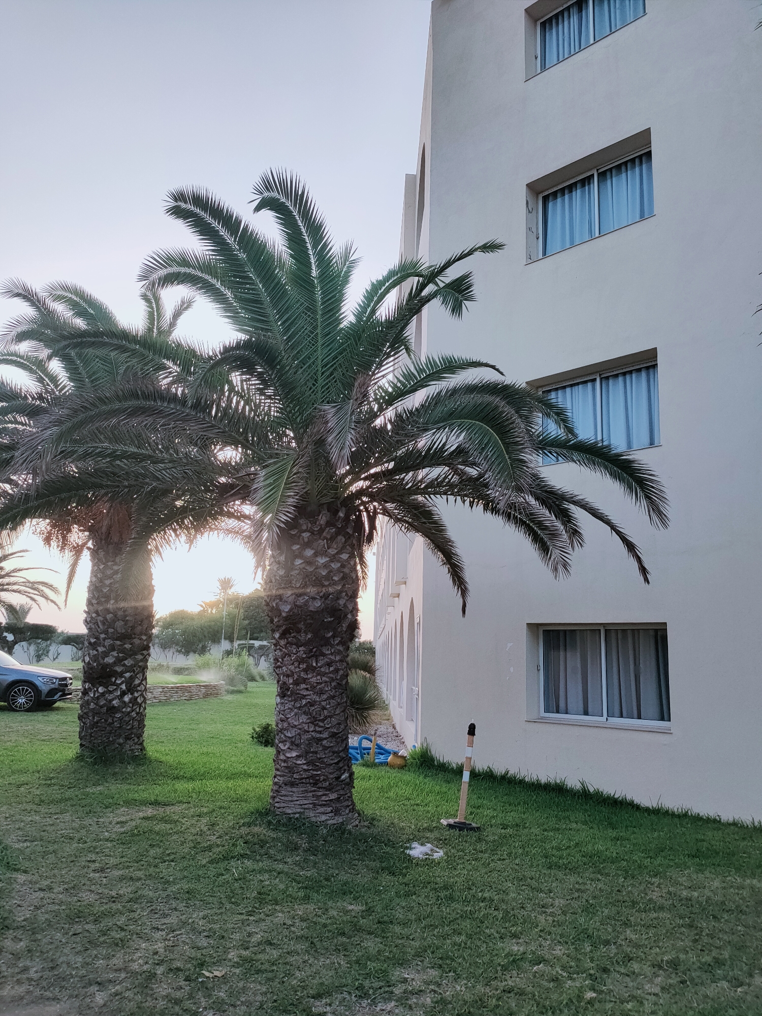 The image shows a building with a cream-colored facade and several windows with light blue curtains, likely in the city of Nabeul, Tunisia. In front of the building, two palm trees with thick, rough trunks and green fronds are visible. The ground is covered with a well-maintained green lawn. To the left, a portion of a dark gray car is parked. The sky is a pale, hazy blue, suggesting either early morning or late afternoon light, with some lens flare visible due to the sun. A small, low stone wall and some greenery are present in the background. A broom with a black and white striped handle stands upright on the grass near the building.