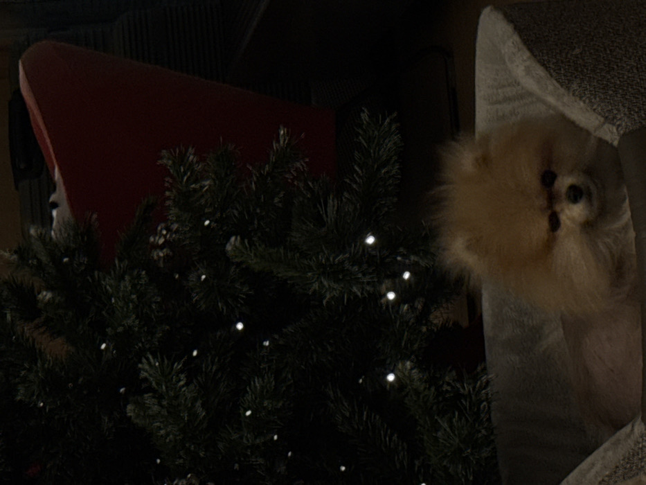 A fluffy, tan dog peeks from a gray pet condo. The dog's face is visible, with dark eyes and nose. To the left, a dark green Christmas tree partially obscures a red object. The tree is adorned with small, white lights. The background is dark, suggesting a dimly lit room.
