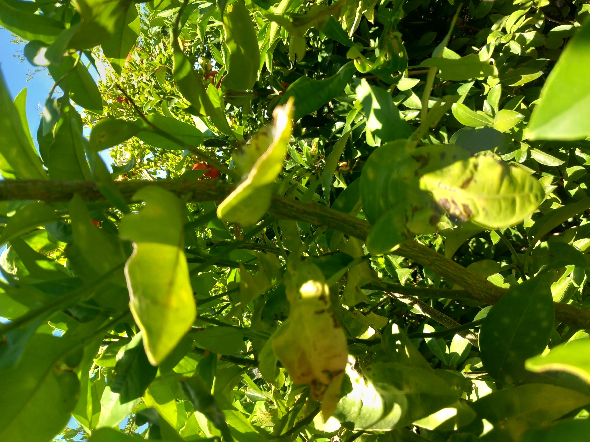 The image shows a close-up view of a leafy plant with green and yellowing leaves, and a woody stem. Sunlight filters through the foliage, creating bright highlights and shadows. In the background, out of focus, are more green leaves and hints of what might be small red berries. The sky is visible in the upper portion of the image, appearing bright blue. The setting appears to be an outdoor environment, possibly a garden or park, consistent with a location in Άγιος Νεκτάριος, Greece. There are no people or discernible actions captured in the frame.
