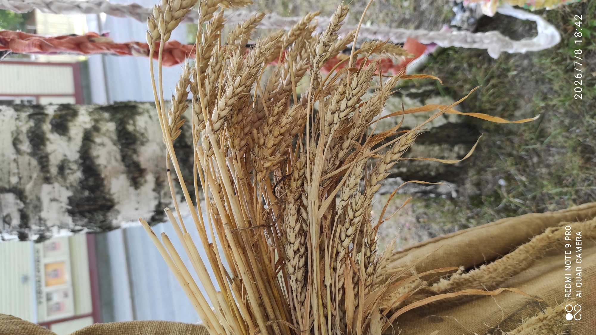 A close-up, vertical, outdoor photograph shows a bundle of dried wheat stalks tied together. The wheat is in the foreground, with individual stalks and ears clearly visible. Behind the wheat, a birch tree with black and white bark is prominent. To the right of the birch tree, decorative elements made of fabric strips in various colors, including red, white, and possibly pink, hang vertically. The background is blurred, suggesting a shallow depth of field, and shows a street or path with a building facade visible further back on the left. The ground appears to be covered in grass and dirt. The lower left corner of the image contains a watermark with "REDMI NOTE 9 PRO" and "AI QUAD CAMERA." The lower right corner displays a date and time stamp: "2026/7/8 18:42". The scene likely depicts an outdoor event or decoration in Iisalmi, Finland, possibly related to a harvest festival or a local market.