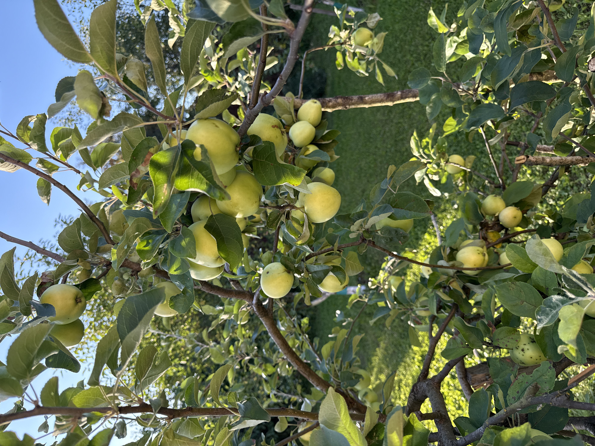 The image shows a close-up of a tree branch laden with light green apples, seen against a backdrop of dappled sunlight and foliage. The apples are round and have a smooth skin, with some showing slight variations in color, ranging from pale yellow to a more distinct green. The leaves of the tree are broad and ovate, with a slightly textured surface. Sunlight filters through the leaves, casting shadows and highlighting the fruits and branches. In the background, a grassy area is visible, suggesting an outdoor setting, possibly a garden or orchard, with more trees and greenery further beyond. The sky above is a clear, pale blue. The image captures a moment of natural abundance, with the apples appearing ripe and ready for harvest. It is a still life, focusing on the details of the fruit and foliage in natural light. The location is given as Russko-Vysotskoe, Russia.
