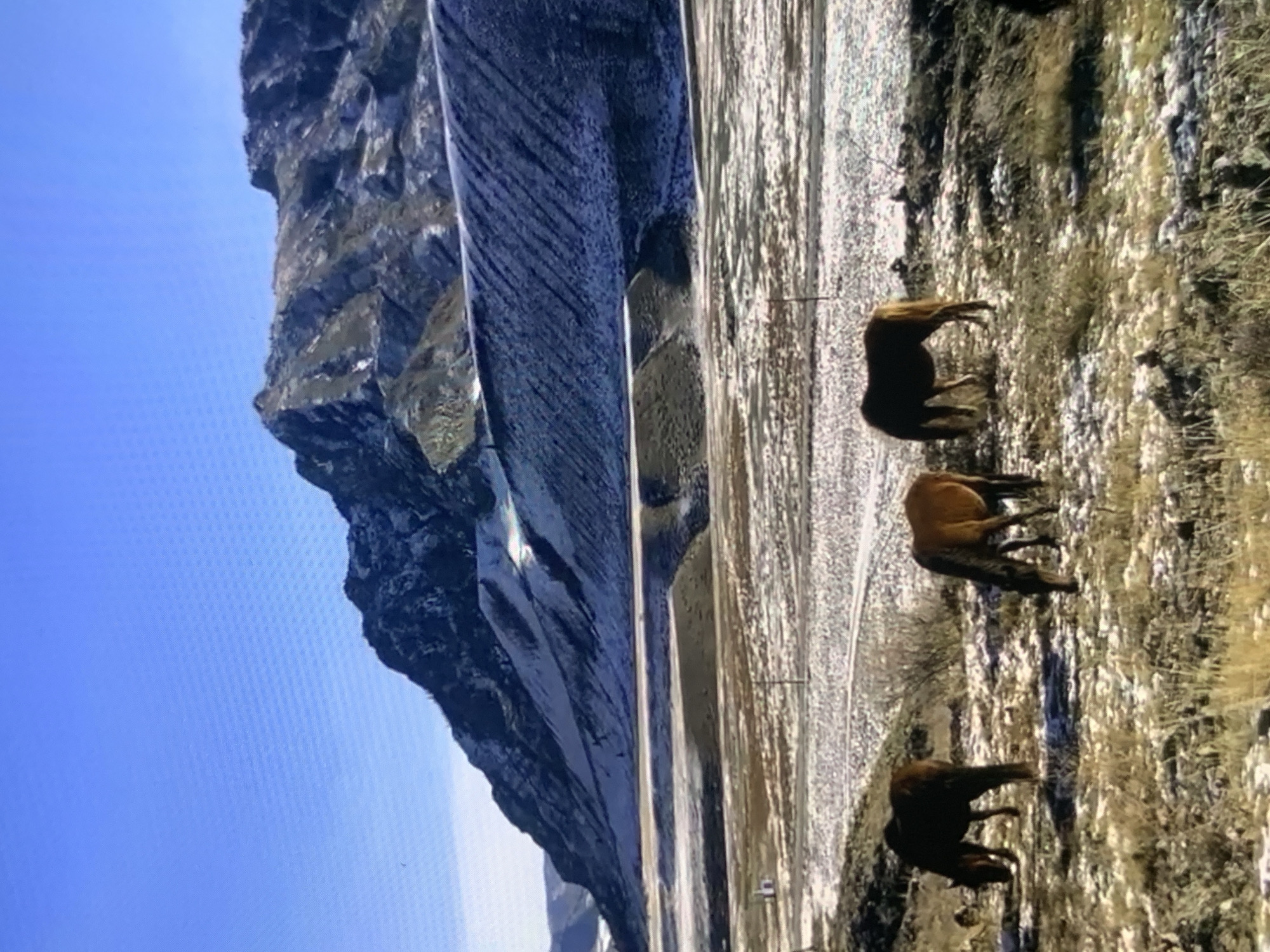 The image depicts a wide, mountainous landscape under a clear blue sky. In the foreground, a group of four horses graze in a field dusted with patches of snow. The horses are of varying colors, including dark brown and reddish-brown. The terrain is a mix of dry grass and sparse vegetation, with some bare patches and scattered rocks.
Behind the horses, a vast, open plain stretches towards a large mountain range. The lower slopes of the mountains show signs of sparse vegetation and patches of snow, while the upper peaks are rugged and rocky, with visible snow cover. The overall impression is of a cold, natural environment.
The scene does not contain any discernible elements that would indicate a specific location within the city of Stavropol, Russia. The landscape appears to be a natural, undeveloped area, common in many mountainous regions.