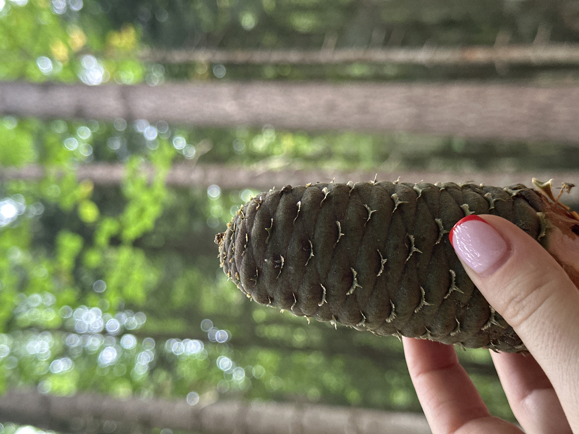 A close-up shot features a person's hand holding a dark green pinecone in a forest. The pinecone is long and conical, with prominent scales. The hand has neatly manicured nails with a light pink base and a red French tip. The background is blurred, showing tall trees and lush green foliage, indicating a natural outdoor setting. The bokeh effect in the background suggests a shallow depth of field. While the image was taken in the city of Arkhyz, Russia, specific landmarks or details related to the city are not visible in this close-up perspective. The lighting is natural and diffused, consistent with an overcast day or dappled sunlight filtering through the trees.