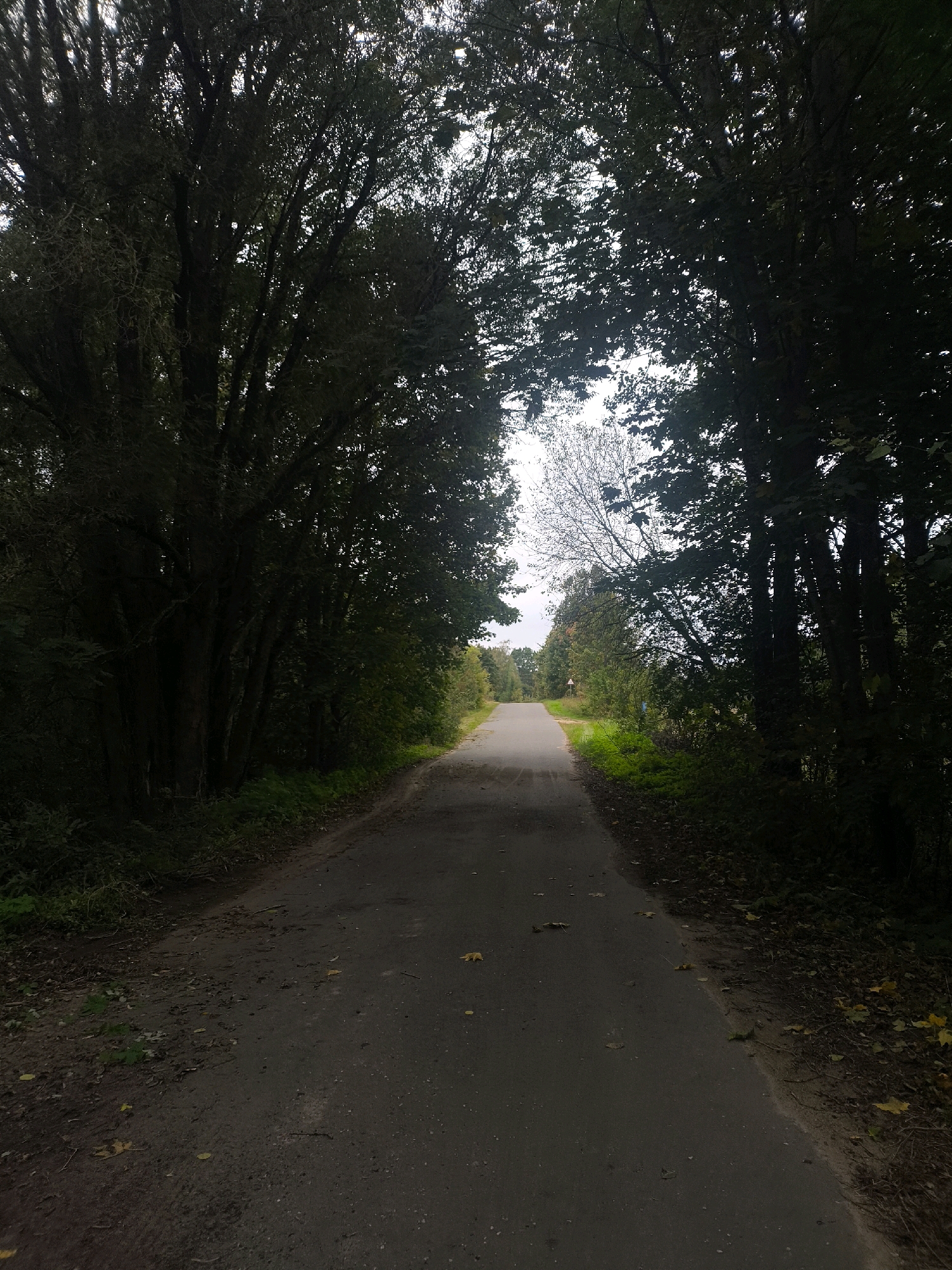 A paved, two-lane road curves through a dense forest. The road is dry and shows some signs of wear. The trees on either side of the road are tall and leafy, with some dappled sunlight filtering through the canopy. The undergrowth is thick with green vegetation. The sky is overcast, with a bright patch of white visible in the distance. There is no visible human activity. The scene appears to be in a rural area, possibly a park or nature reserve. The image is taken from a low angle, looking down the road.