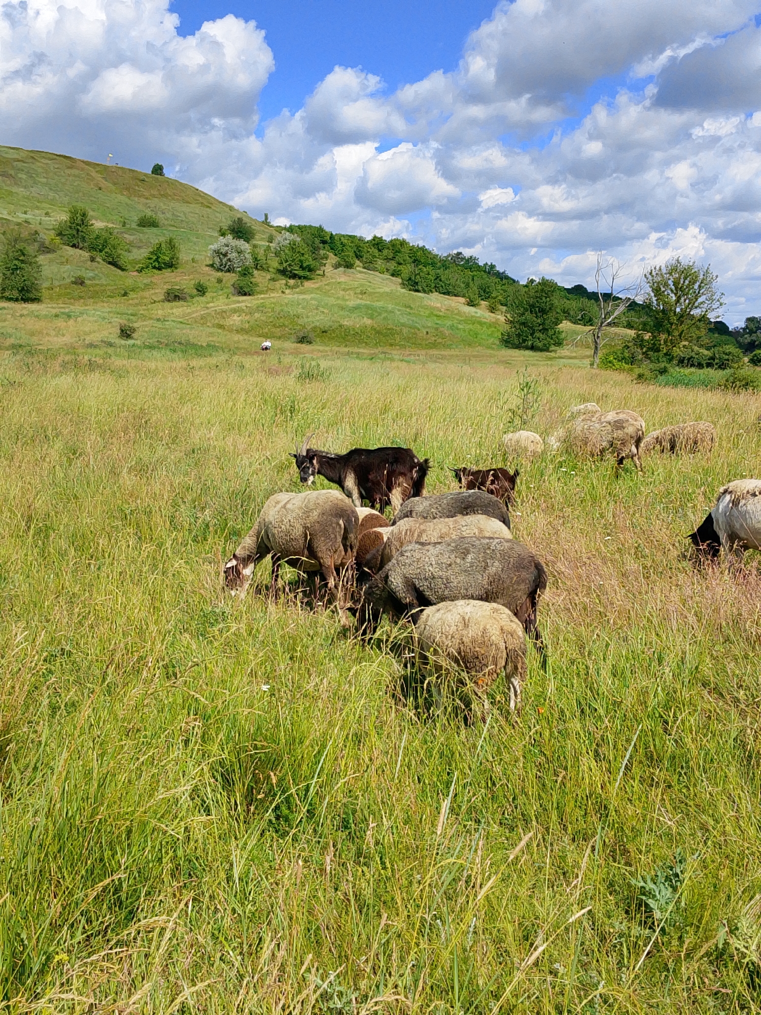 In an open, grassy field under a partly cloudy sky, a flock of sheep grazes in the foreground and mid-ground. A dark-colored goat with horns stands among the sheep, also grazing. In the background, a green, rolling hillside is dotted with trees and shrubs. Further in the distance, a few more sheep are visible. The environment appears to be rural, with no urban structures immediately apparent. The scene captures a moment of pastoral life.
