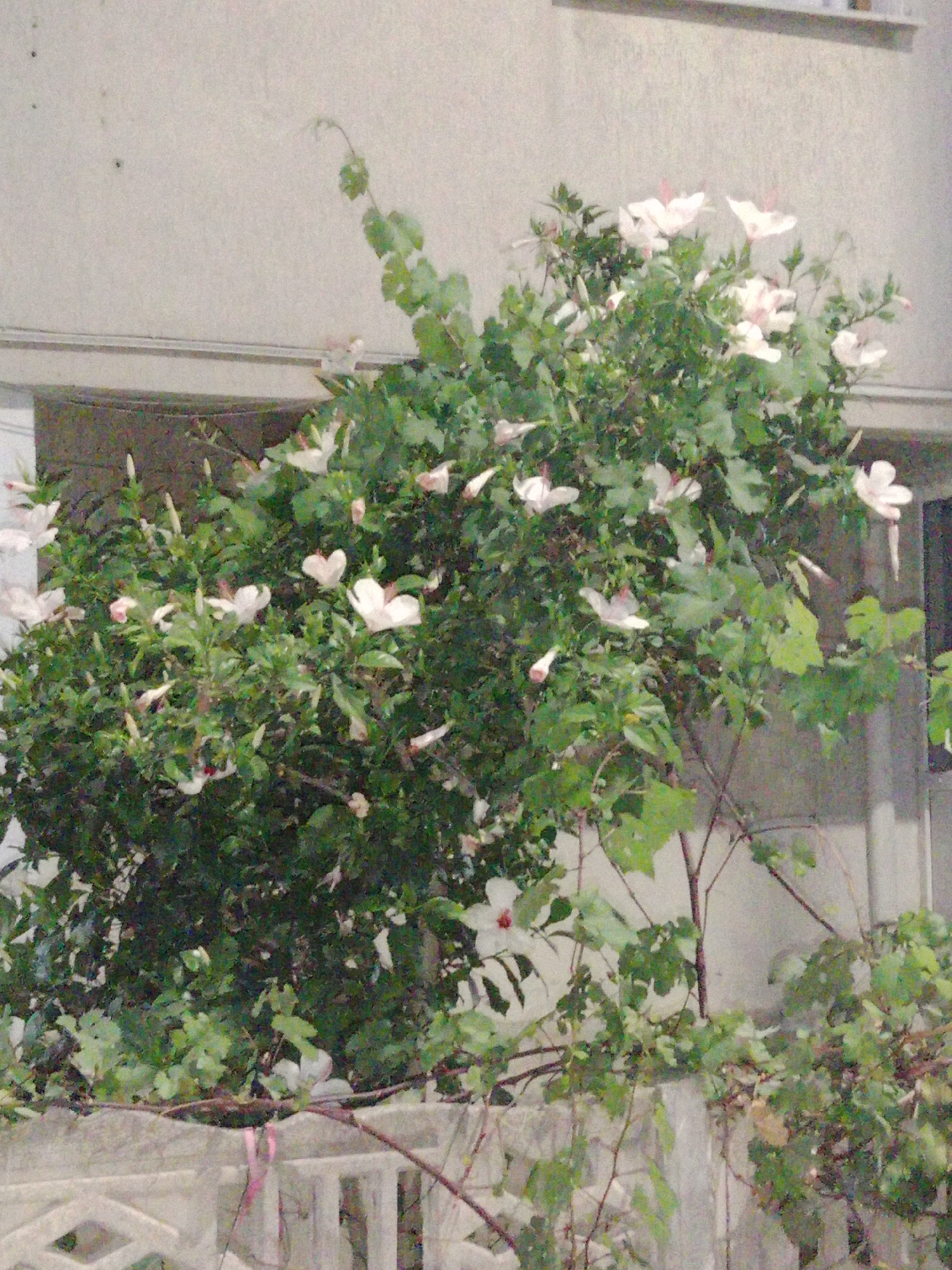 This media file depicts a close-up view of a flowering bush with white and light pink hibiscus flowers, set against a light-colored textured wall. The bush is dense with green leaves and some visible thin branches. Several hibiscus flowers are in bloom, with others in bud. The lighting suggests it might be daytime, but the overall image has a somewhat muted quality, possibly due to low light conditions or the camera's settings. The setting appears to be outdoors, possibly a garden or a patio area, given the presence of a light-colored concrete railing or wall in the foreground, with a pink ribbon tied to one of its posts. The background wall has a slightly rough texture, and a horizontal dark band runs across it, possibly indicating a window frame or architectural feature. There are no people visible in the image. The scene conveys a sense of natural beauty and tranquility. The location context provided is Karşıyaka, Turkey, which suggests a Mediterranean or similar climate where such flowering plants would thrive. No visible text is present in the image.