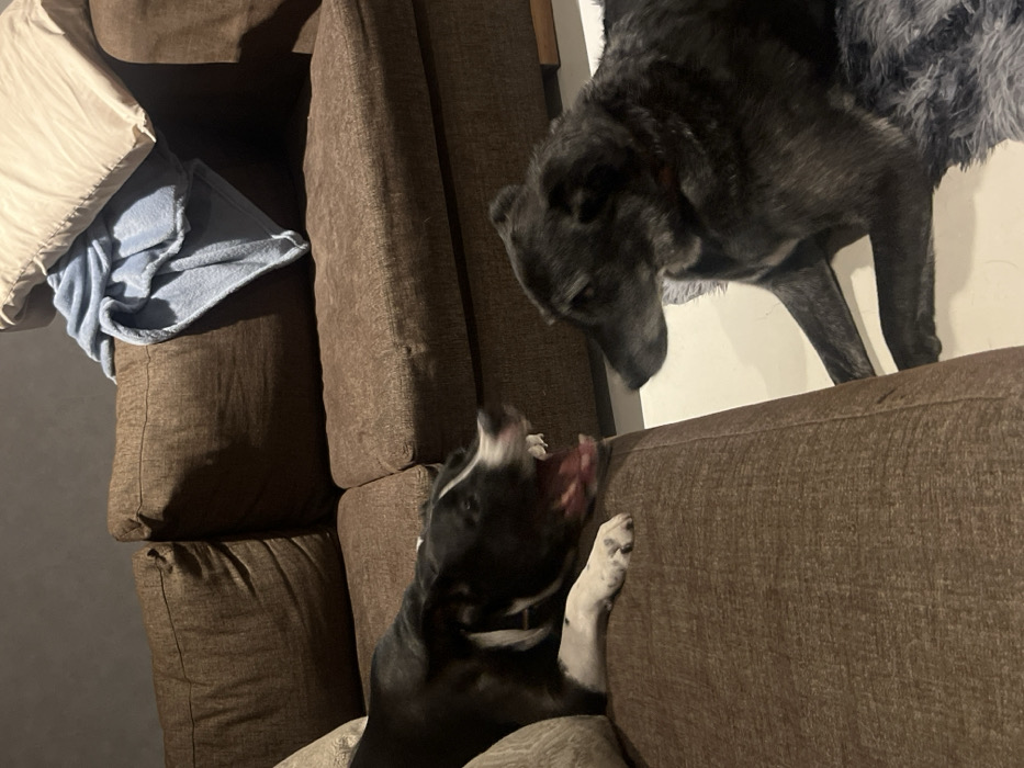 Two dogs interact on a brown couch. One, a black and white dog with its tongue out, reaches up to the couch's edge. The other dog, predominantly black, stands on the couch, appearing to look down at the other dog. A beige pillow and blue blanket are placed behind the dog reaching up to the couch on top of the brown couch. The wall behind the dog standing on the couch appears white.