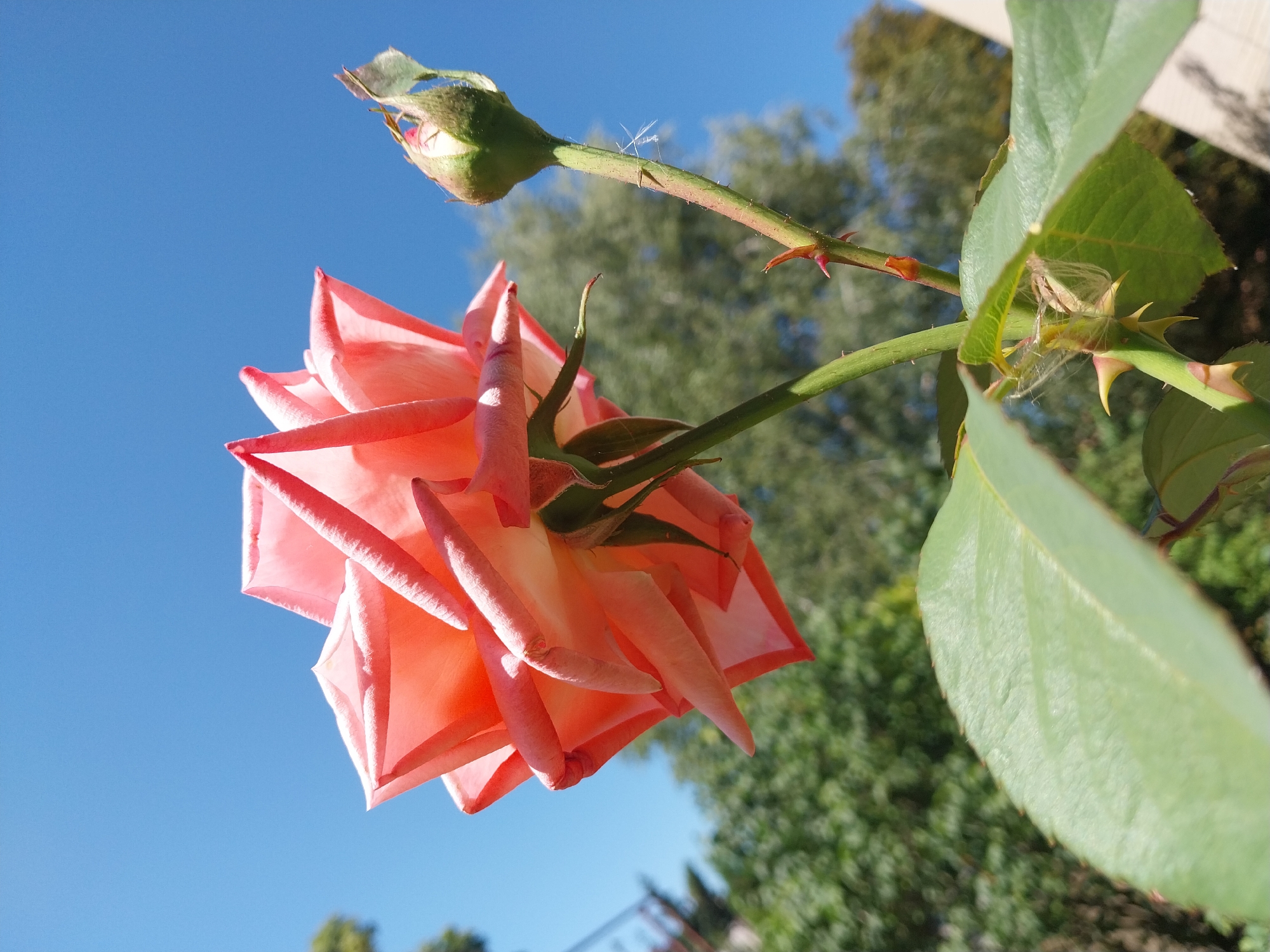 The image shows a close-up, low-angle view of a pink rose in bloom, with its petals unfurling against a clear blue sky. To the right of the rose, a single rose bud is visible, still tightly closed. The rose stem is green and has several sharp thorns. In the foreground, a large, green rose leaf is prominent. The background consists of blurred green foliage and trees, suggesting an outdoor garden setting. Hints of a light-colored building or structure can be seen on the far right. The scene is illuminated by bright sunlight, creating a vibrant and natural atmosphere. The location is identified as Doslidne, Ukraine.