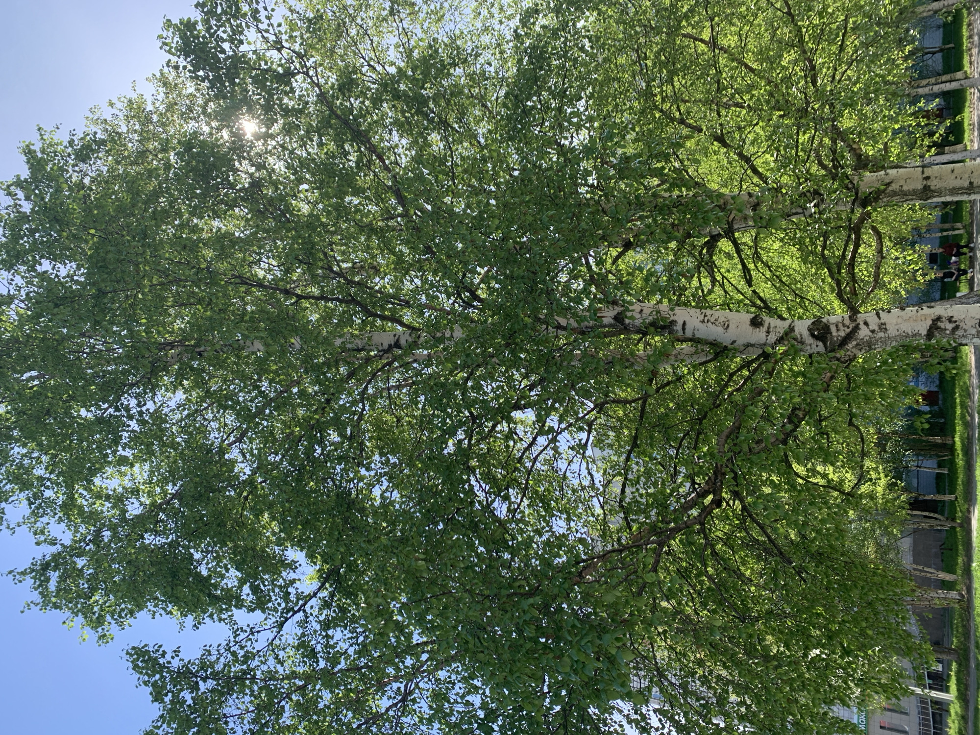 The image shows a birch tree with green leaves, its white bark visible. The sun is shining through the leaves. The blue sky is partially visible. Other trees are lining a sidewalk. People walking can be seen in the background. The location is Severodvinsk, Russia.