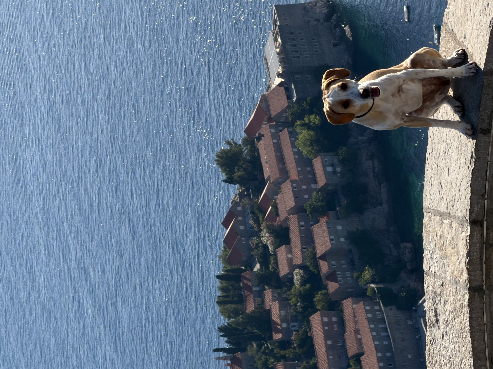 A tan and white dog is sitting on a stone wall, facing the camera. The dog has floppy ears and a black collar. Behind the dog, a body of water is visible, with a small island town in the distance. The town, which is Sveti Stefan, Montenegro, is built on a small island and connected to the mainland by a causeway. The houses in the town have red-tiled roofs and are surrounded by trees. The water is blue and sparkling, and a few small boats are visible in the distance. The sky is clear and sunny.