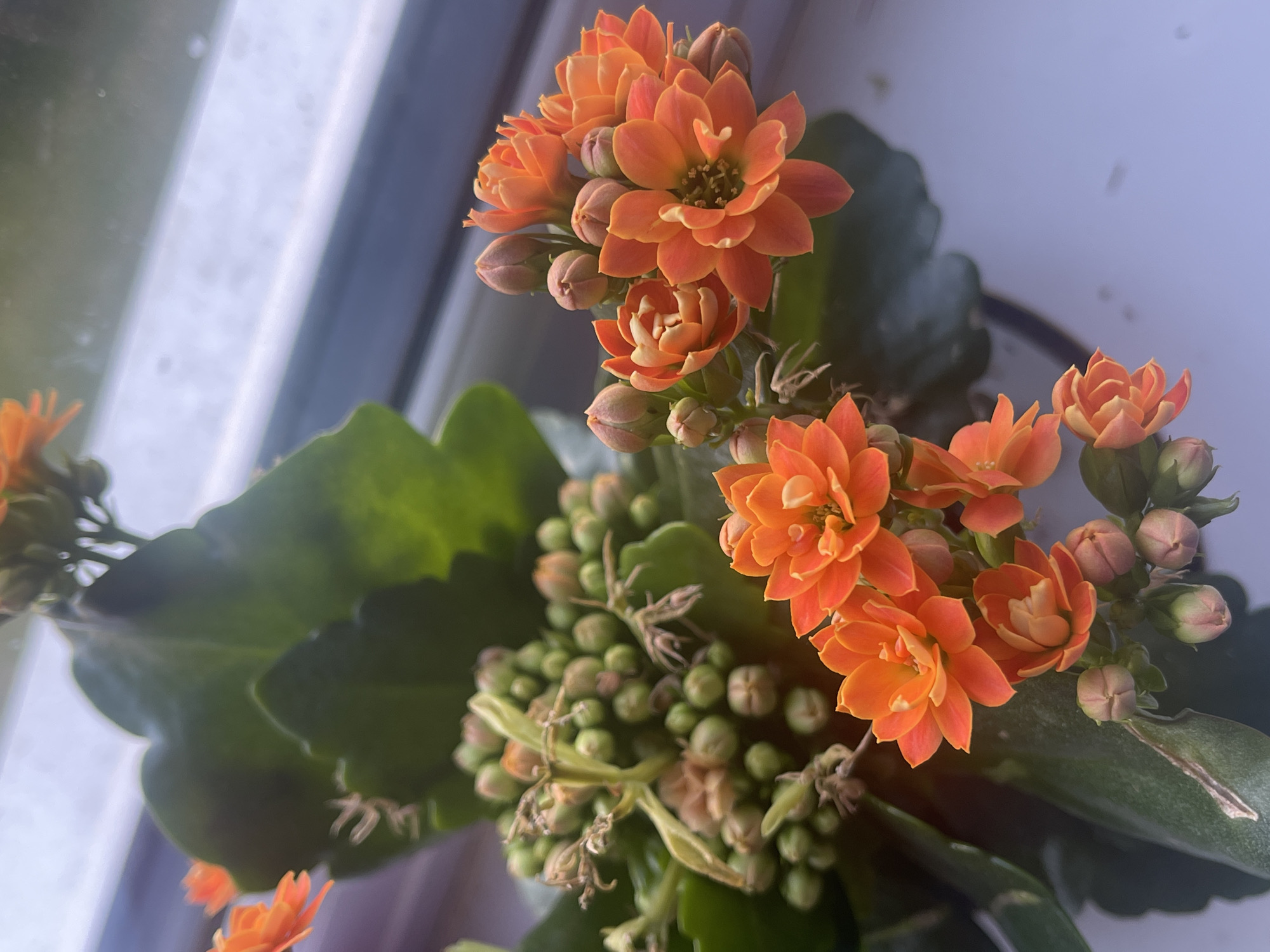 The image captures a vibrant Kalanchoe blossfeldiana plant, commonly known as Flaming Katy, in full bloom. The primary subjects are clusters of bright orange flowers and numerous spherical buds in various stages of development. The flowers exhibit multiple layers of petals, with some showing intricate yellow-orange stamens at their centers. A large cluster of green flower buds, interspersed with a few dried remnants, is prominent towards the bottom and center-left, indicating future blooms.
The plant features thick, succulent-like dark green leaves, which provide a rich contrast to the vivid orange blossoms. A dark-colored pot is subtly visible at the bottom right corner, suggesting an indoor potted plant.
The scene is set indoors, with the plant positioned near a window. The background is characterized by bright, diffused natural light filtering through what appears to be a window pane, evident from blurred reflections and light streaks. The soft illumination suggests it is daytime. There is no specific activity taking place, rather it is a static display of the plant's beauty. No text is visible within the image. While the provided context specifies Maidstone, United Kingdom, there are no discernible visual cues within the image itself to identify this particular location.