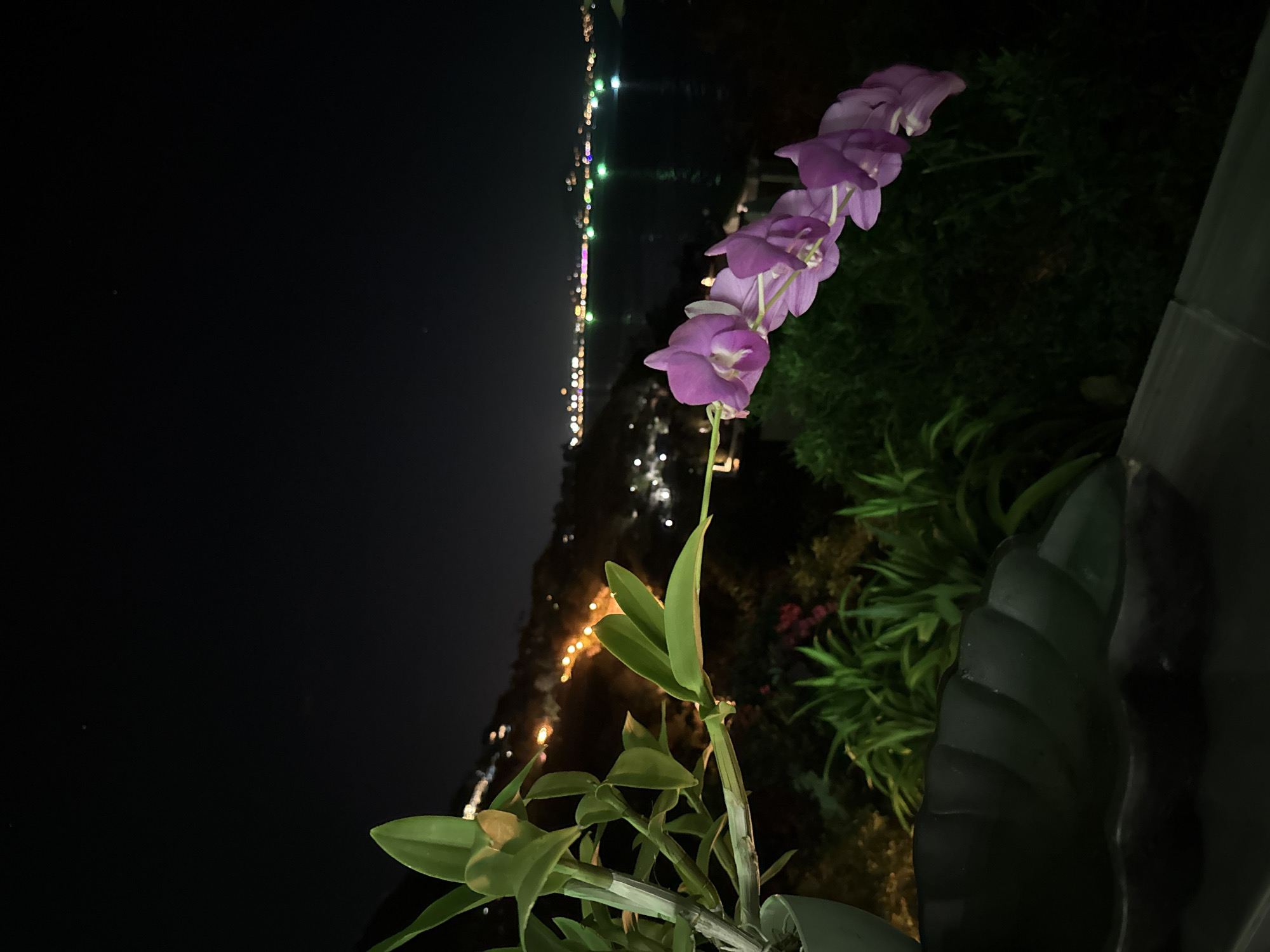 The image shows a purple orchid plant in a pot, with a night cityscape in the background. The city lights appear to be on a hillside or along a coastline. Based on the Baan Chaweng Noi location, it is likely a view of the Chaweng area on Koh Samui. There are no people visible. The main subject is the orchid plant, with its purple flowers prominently displayed. The environment is dark, with city lights providing the primary illumination for the background. The focus is on the contrast between the plant and the night cityscape.