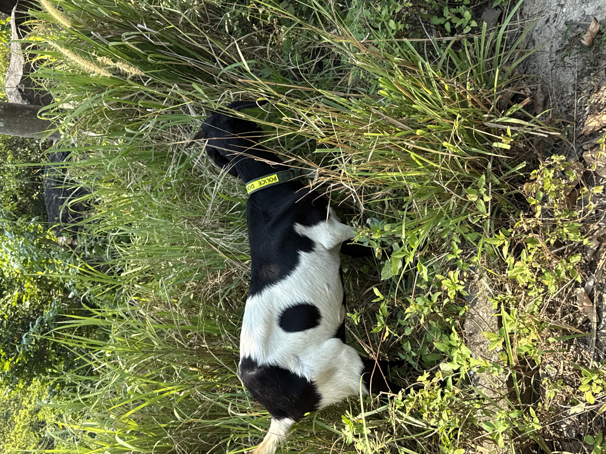 A medium-sized, black and white, short-haired dog wearing a yellow collar that reads "POLICE DOG" is lying in tall, green grass. The dog is positioned with its head facing away from the viewer and appears to be resting. The location appears to be an outdoor, natural area, with a tree trunk visible to the left of the dog, and a light-colored rock edge in the grass near the right edge of the image. The scene is brightly lit. The city of Đà Nẵng, Vietnam is not evident in the image.
