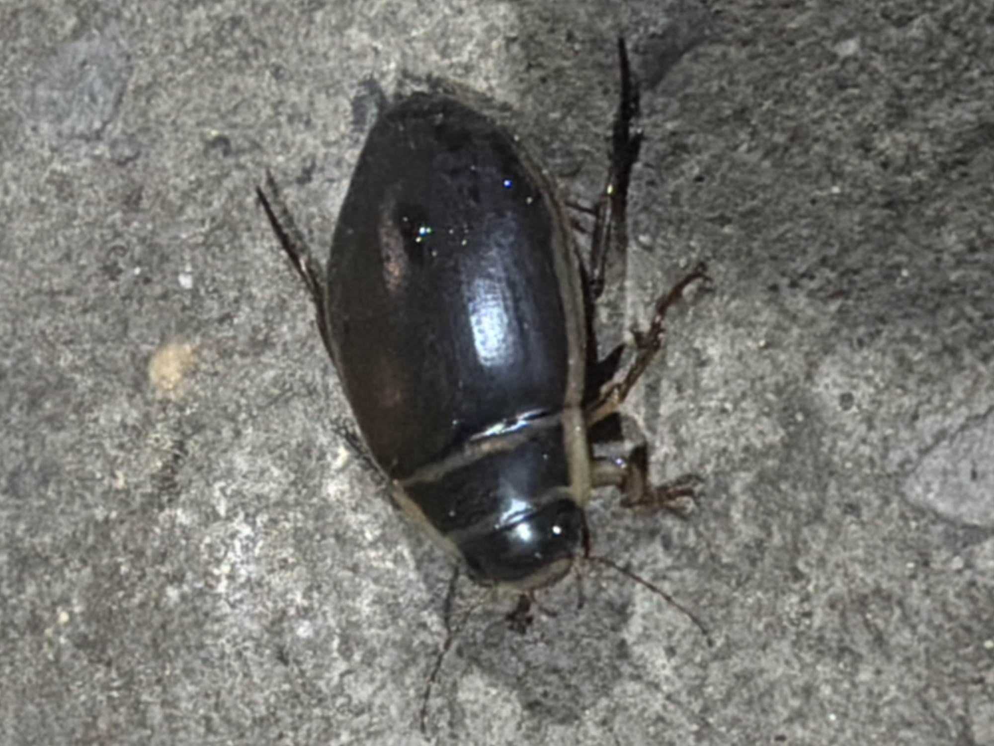A dark, oval-shaped beetle is positioned on a gray, textured surface. The beetle's shell is shiny, reflecting light. Its legs are visible extending from beneath its body. The surface appears to be concrete or a similar material. There is no indication of the location or city within the image. There are no people, actions, or interactions visible in the scene.