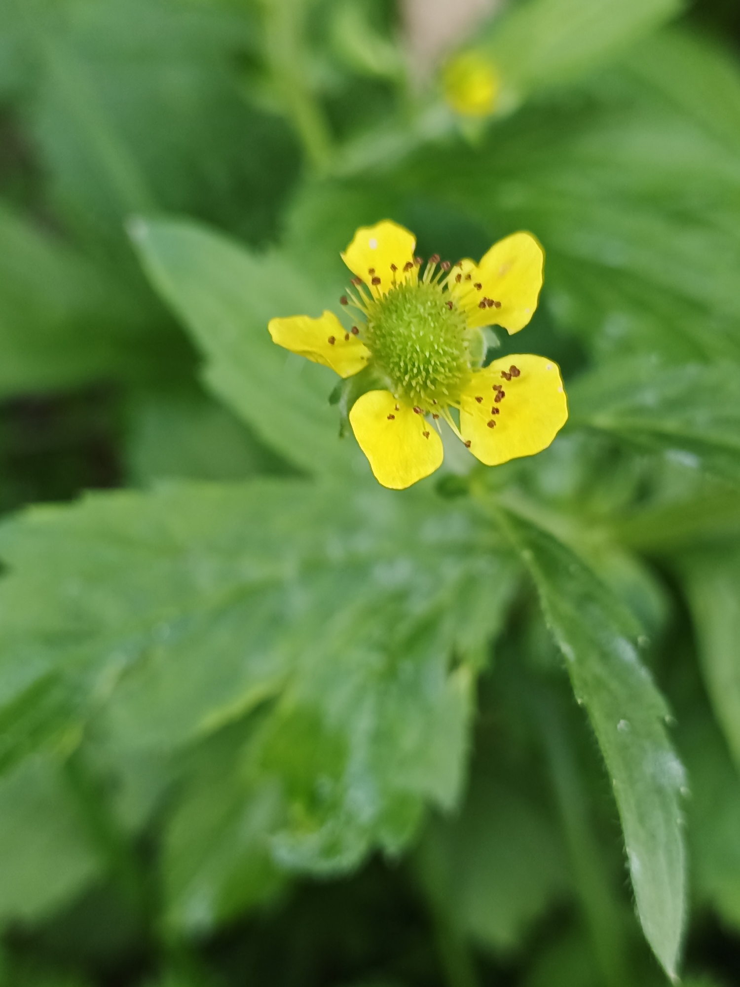 A single, small yellow flower with five petals is in focus against a blurred background of green leaves. The flower has a green center surrounded by numerous brown stamens. There are also a few brown specks on the petals. The leaves are a vibrant green and appear to be slightly wet. The image is taken outdoors in a natural setting, possibly a garden or park.