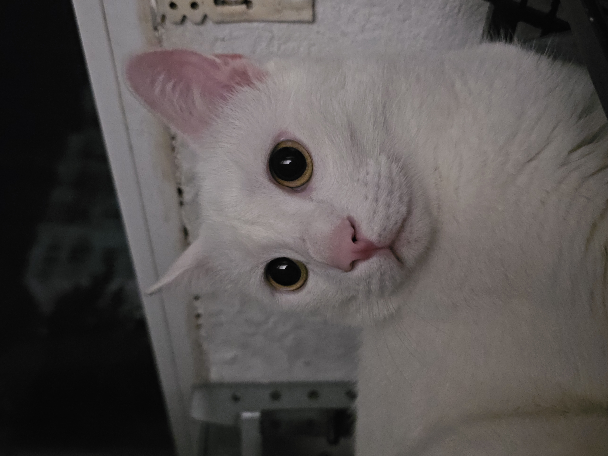 A close-up, medium-angle shot shows the face of a white cat with large, golden-yellow eyes. The cat's nose is pink, and its ears are pointed and pink-lined. The background is dark and blurry, with some indistinct structures and a white, textured surface in the mid-ground. The lighting appears to be low-light, possibly indoors.