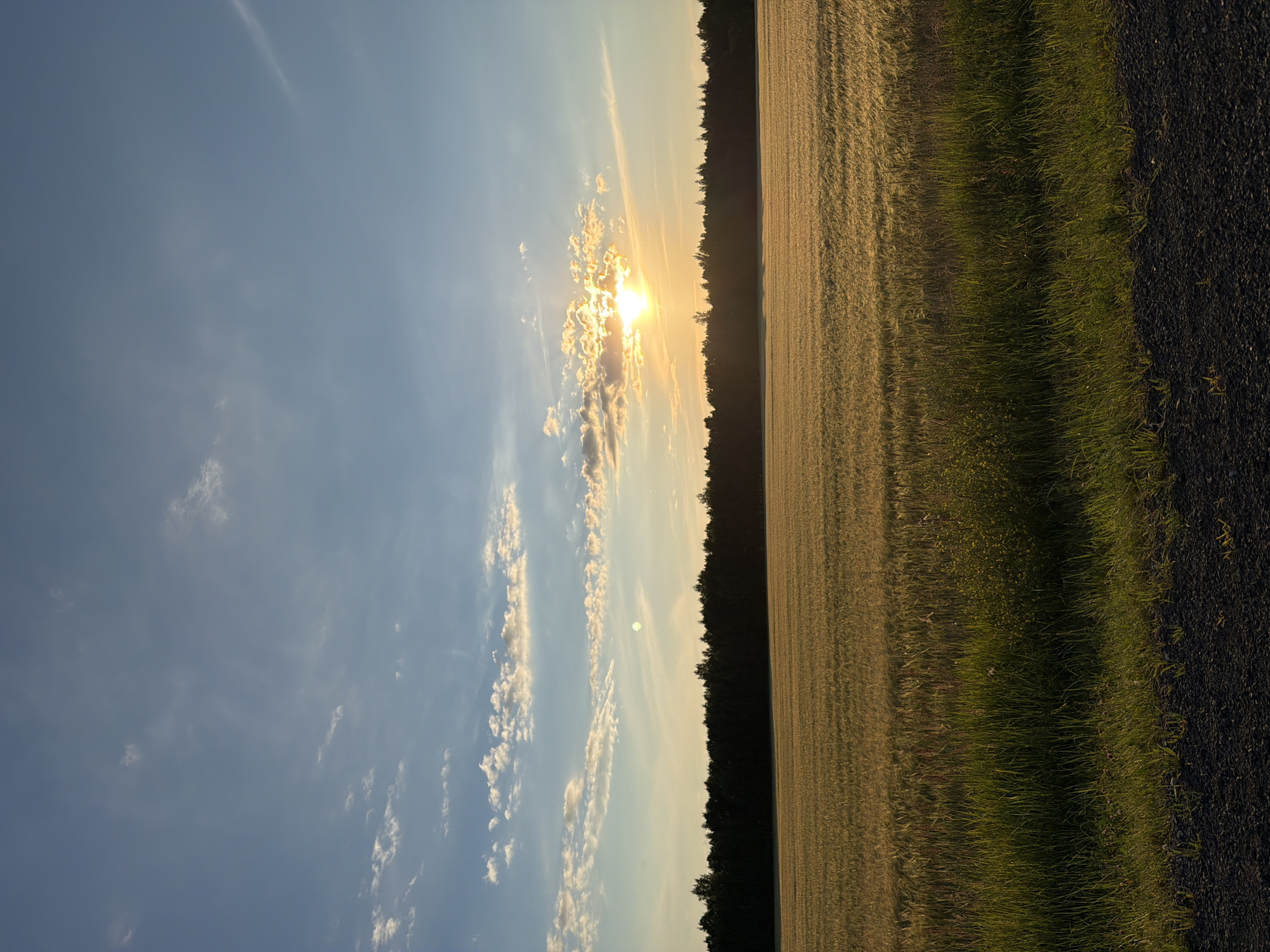 This is a vertical, eye-level, outdoor photograph taken at sunset in Obukhovo, Russia. The scene features a wide, golden field of grain, likely wheat or barley, stretching across the middle ground of the image. The field is dense and appears to be evenly cultivated, with rows of stalks visible. In the foreground, a strip of dark, gravelly soil is present, bordered by a lush growth of green grass and some smaller yellow wildflowers.
Behind the grain field, a dense, dark line of trees forms a treeline that separates the field from the sky. The sky above is a bright blue, with scattered cumulus clouds that are tinged with orange and yellow from the setting sun. The sun itself is partially obscured by a cluster of these clouds, casting a warm, golden glow over the scene and creating a hazy, radiant effect. A pale, greenish circle, possibly the moon or a distant planet, is visible in the upper left portion of the sky. The overall atmosphere is serene and depicts a rural landscape at dusk.