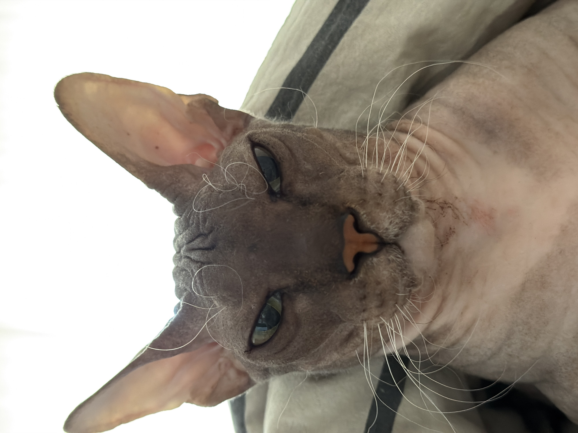 A close-up, head-on shot of a Sphynx cat's face is centered in the frame, positioned on a striped blanket or fabric. The cat's skin is a muted gray-brown with visible wrinkles on its forehead and around its eyes. It has large, pointed ears that are slightly tipped forward. The cat's eyes are open and appear to be a greenish-yellow color, with a stern or unimpressed expression. Its nose is a prominent pinkish-orange. Long, white whiskers fan out from its muzzle. The background is a bright white, suggesting a well-lit room or an outdoor setting with a strong light source behind the cat. The image focuses solely on the cat and its immediate surroundings. There is no discernible location in Izhevsk, Russia, or any indication of a city environment.