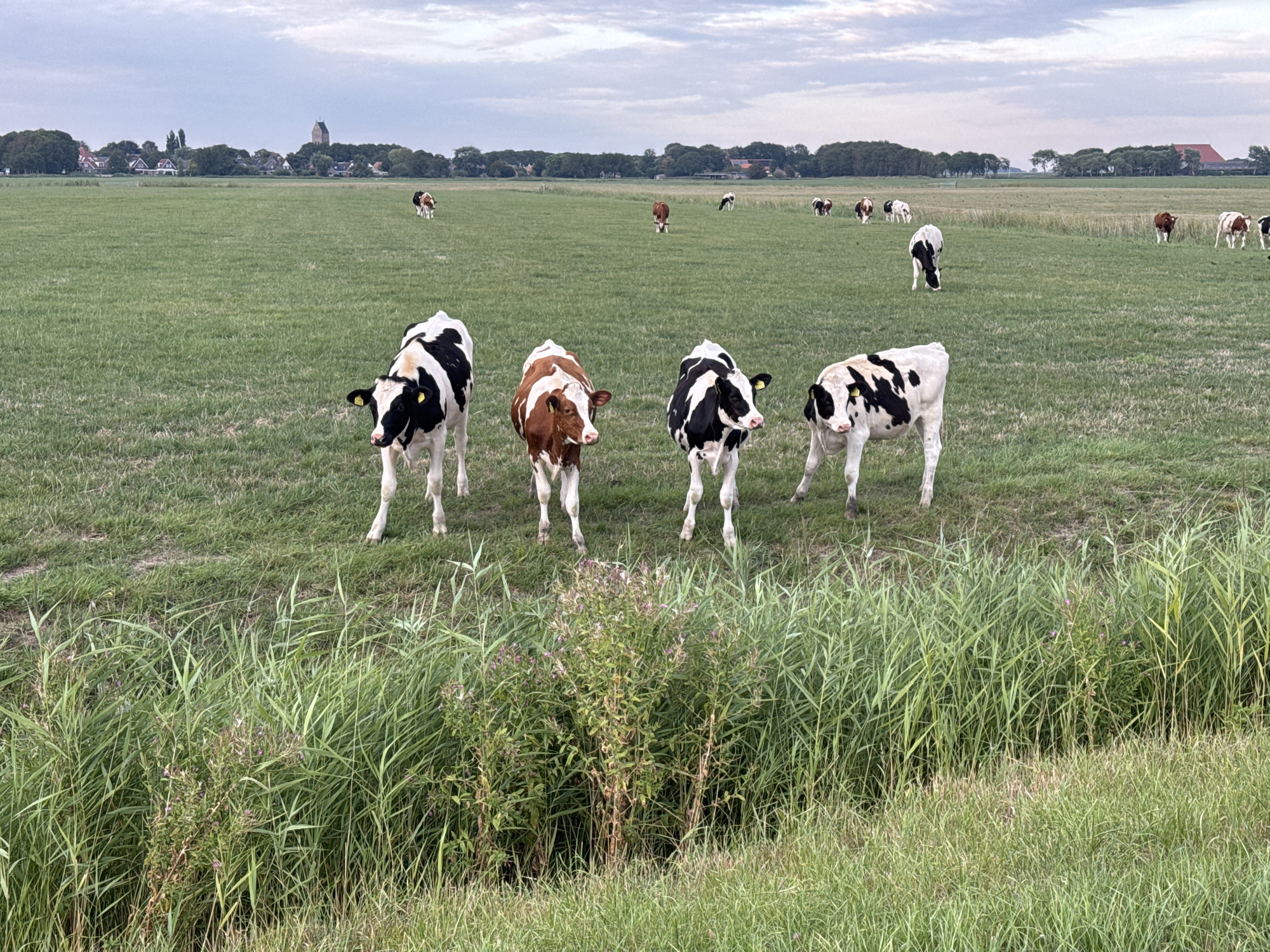 In Pingjum, Netherlands, four cows stand in a grassy field. The cow on the left is black and white, the second from the left is brown and white, the third from the left is black and white, and the cow on the right is also black and white. They are all facing slightly to the right. In the background, a village with houses and trees can be seen. The sky is cloudy. The foreground features tall grass and some smaller plants with purple flowers.