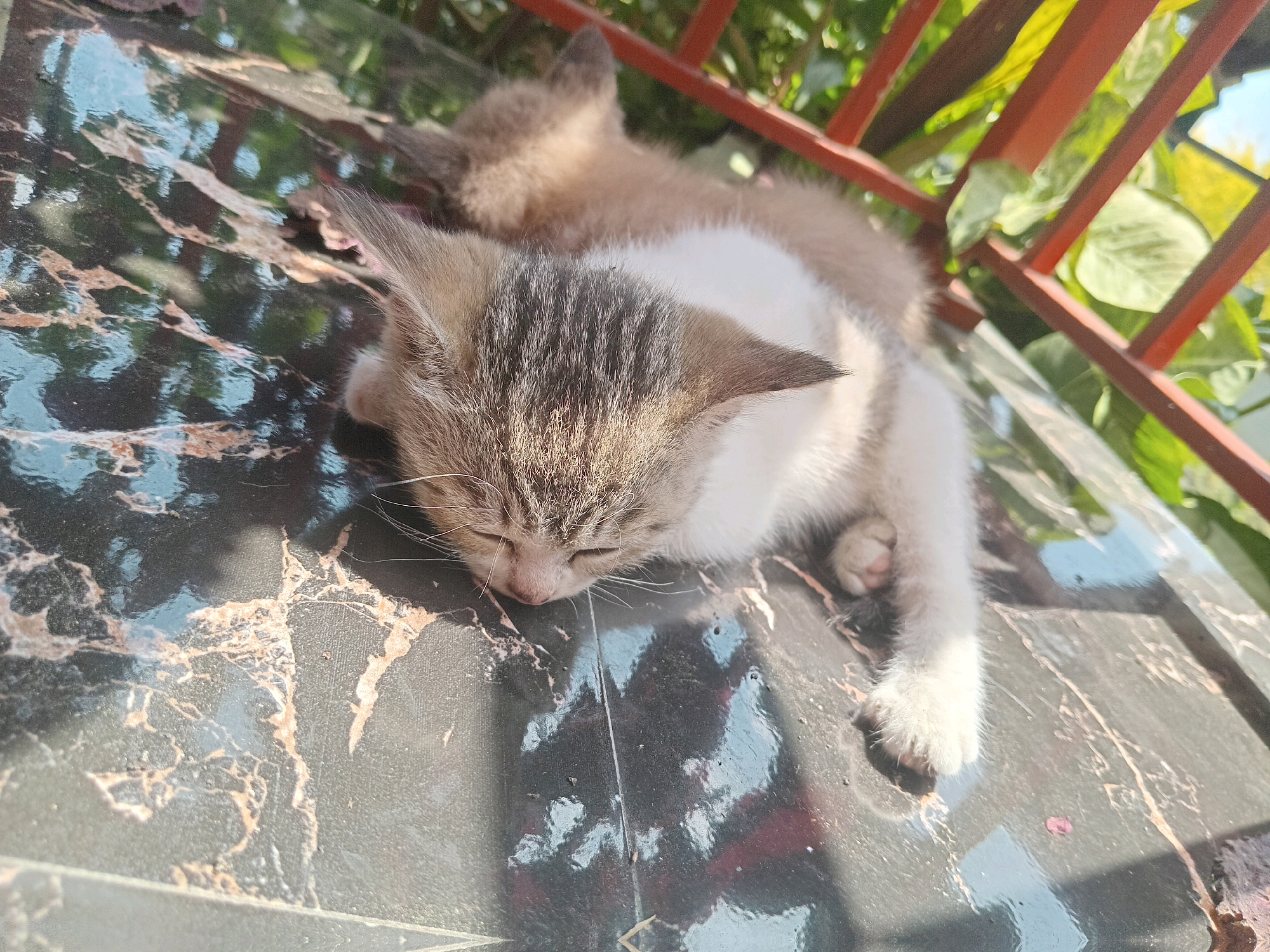 The image depicts two kittens sleeping on a dark, marble-patterned surface. The kitten in the foreground is a tabby with white markings, its head resting on its paws and eyes closed. Its fur is striped with gray and brown. Behind it, another kitten, primarily light brown, is curled up and asleep. The surface they are resting on appears to be outdoors, possibly a tabletop or balcony railing, with a reddish-orange metal railing and lush green foliage visible in the background. The lighting suggests it is daytime, with sunlight casting shadows on the surface. This scene is located in the city of Claket, Indonesia.