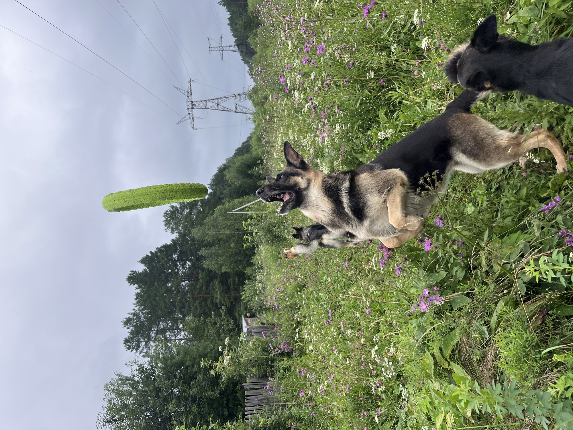 In a field of wildflowers, under a cloudy sky, a German Shepherd dog leaps to catch a green, ring-shaped toy. Another dog, partially visible in the foreground, watches the action. In the background, a wooden fence, a small structure, and towering power lines suggest a rural or semi-rural setting. The image appears to be taken in the city of Nizhny Tagil, Russia.