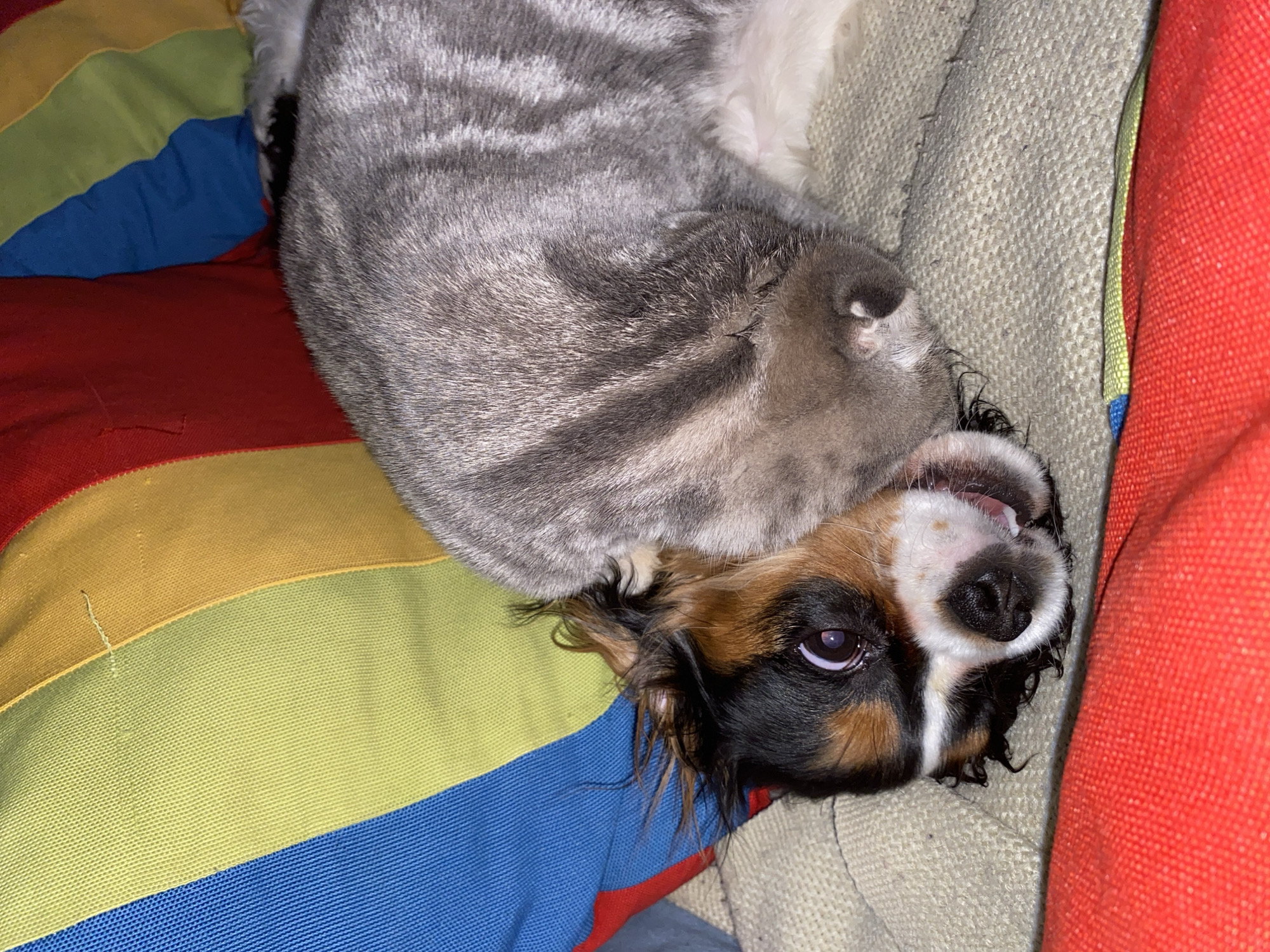 An indoor close-up shot captures a small tri-color dog with a grey tabby cat resting on top of it. The dog, likely a Cavalier King Charles Spaniel or similar small breed, has black, white, and tan fur on its face. Its dark, soulful eye is visible, looking upwards, and its mouth is slightly open, revealing a hint of pink tongue. The fur around its face appears somewhat wet or disheveled.
A grey cat with distinct darker grey tabby stripes covers the dog's body. The cat's head is mostly out of frame, though a part of its muzzle is visible near the dog's head. The animals are positioned on soft furnishings. To the left, a multi-colored striped fabric in hues of red, yellow, green, and blue forms a background, possibly part of a cushion or blanket. To the right and beneath the animals, a beige, textured woven fabric, likely upholstery or another blanket, provides a resting surface. A vibrant red fabric or cushion is also visible along the far right edge of the frame.
The scene depicts a quiet, intimate moment between the two pets. The lighting suggests an indoor setting, possibly with artificial light, given the lack of bright natural light. There are no specific cues within the image to indicate the location, other than the provided context of Votkinsk, Russia. No visible text is present.