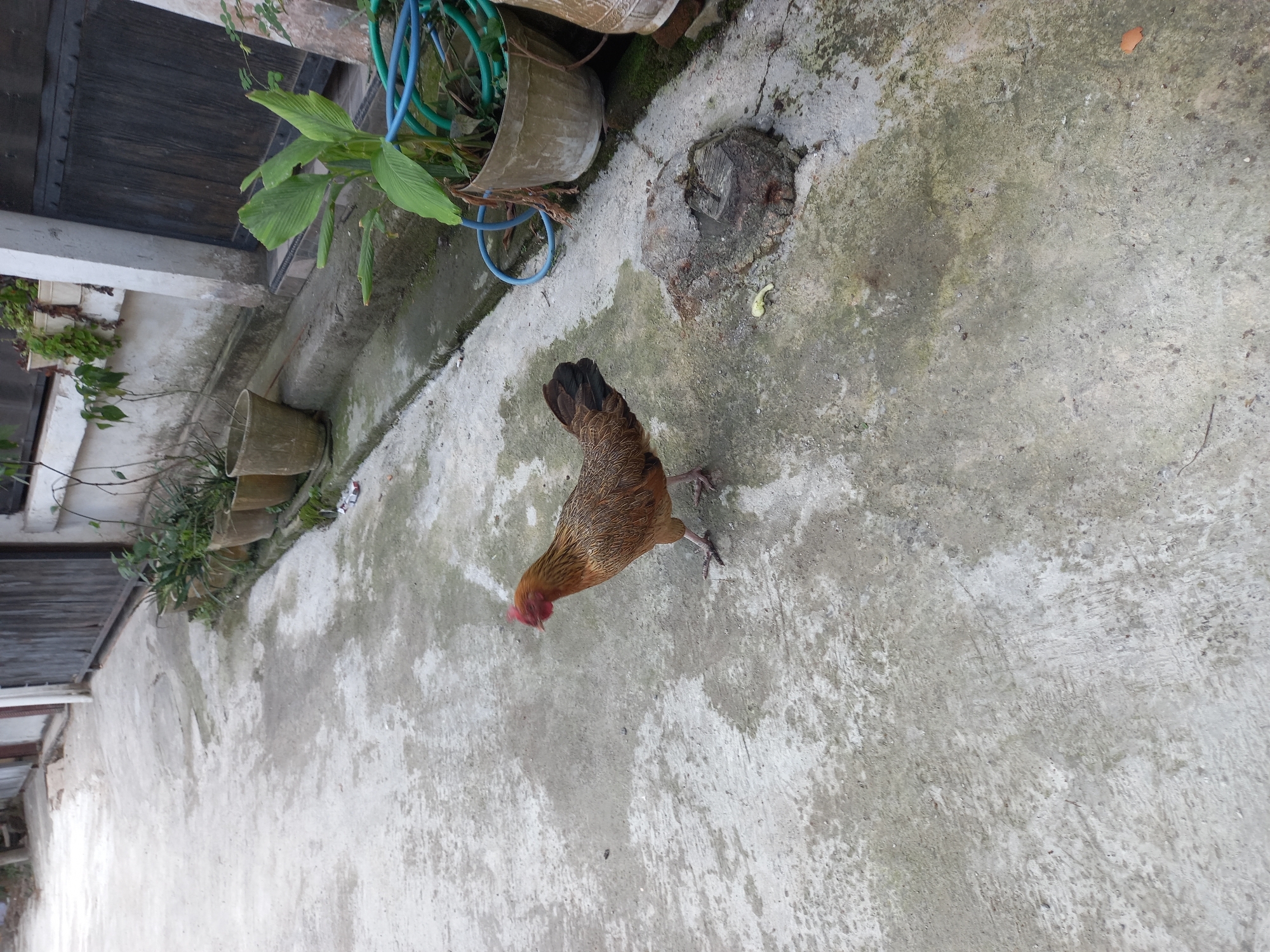 The image shows a brown hen walking on a concrete pathway. The pathway is rough and shows signs of wear and tear, with some patches of dirt and moss. To the right of the pathway, there is a low wall with several potted plants. In the background, there are wooden doors and a section of a building. A blue hose is coiled near one of the plants. The overall scene appears to be an outdoor area, possibly a yard or alleyway, in Banyumulek, Indonesia.