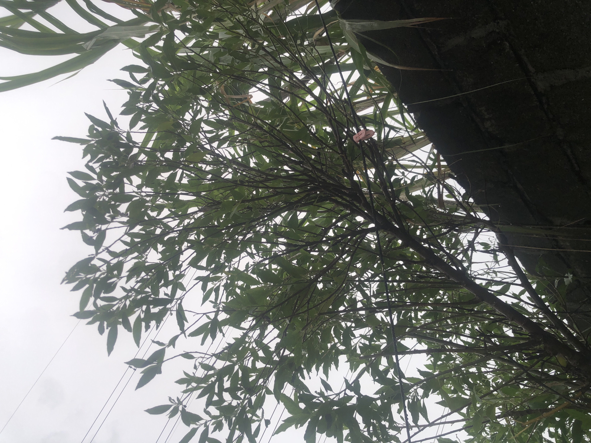 This image, taken from a low angle, shows a view looking upwards through the branches and leaves of a tree, with a grey overcast sky in the background. Part of a dark, possibly concrete, structure is visible on the right side of the frame. There are a few other long green plants towards the top of the frame. A small pink object is visible tangled in the tree branches. The image appears to be taken outdoors, likely in a residential or natural area within Ado, Nigeria, as specified. There are no people depicted in the image.