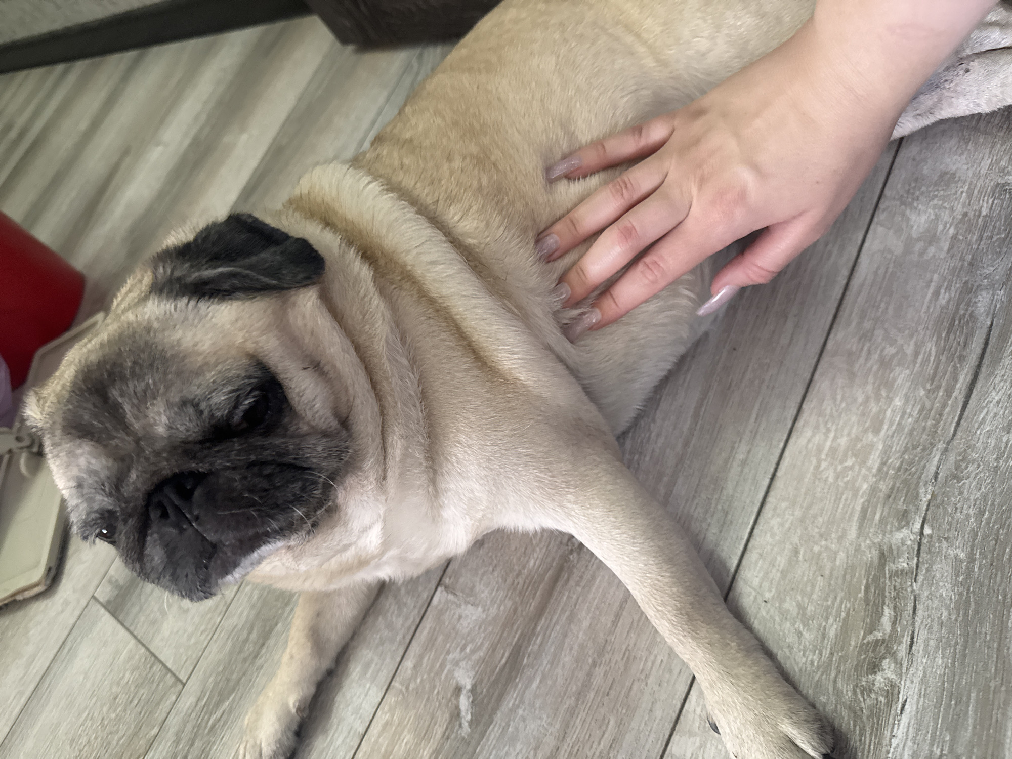 A pug lies on a light wood-grain floor. A human hand with long, light-colored fingernails is stroking the pug's side. The pug is facing to the left and looking away from the camera. The pug has its head turned slightly, with its dark muzzle and black ears visible. The pug's fawn-colored fur is prominent. In the background, a red object and a dark object are partially visible, along with a light-colored rug or blanket. The overall scene appears to be indoors. There is no information that would indicate the location within Bishkek City, Kyrgyzstan.