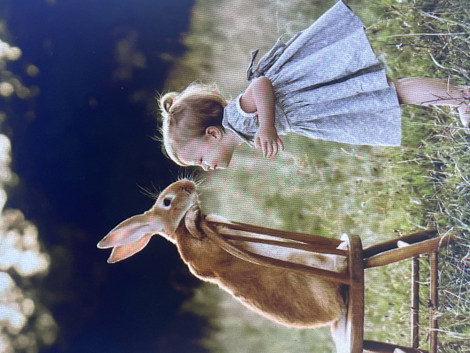 The image depicts a young child in a light blue dress, leaning towards a large rabbit. The rabbit is seated on a wooden chair and appears to be looking at the child. They are in an outdoor setting with tall grass and trees in the background. The lighting suggests it is daytime, possibly late afternoon due to the warm tones. There is no identifiable information within the image that places the scene in Stary Oskol, Russia.