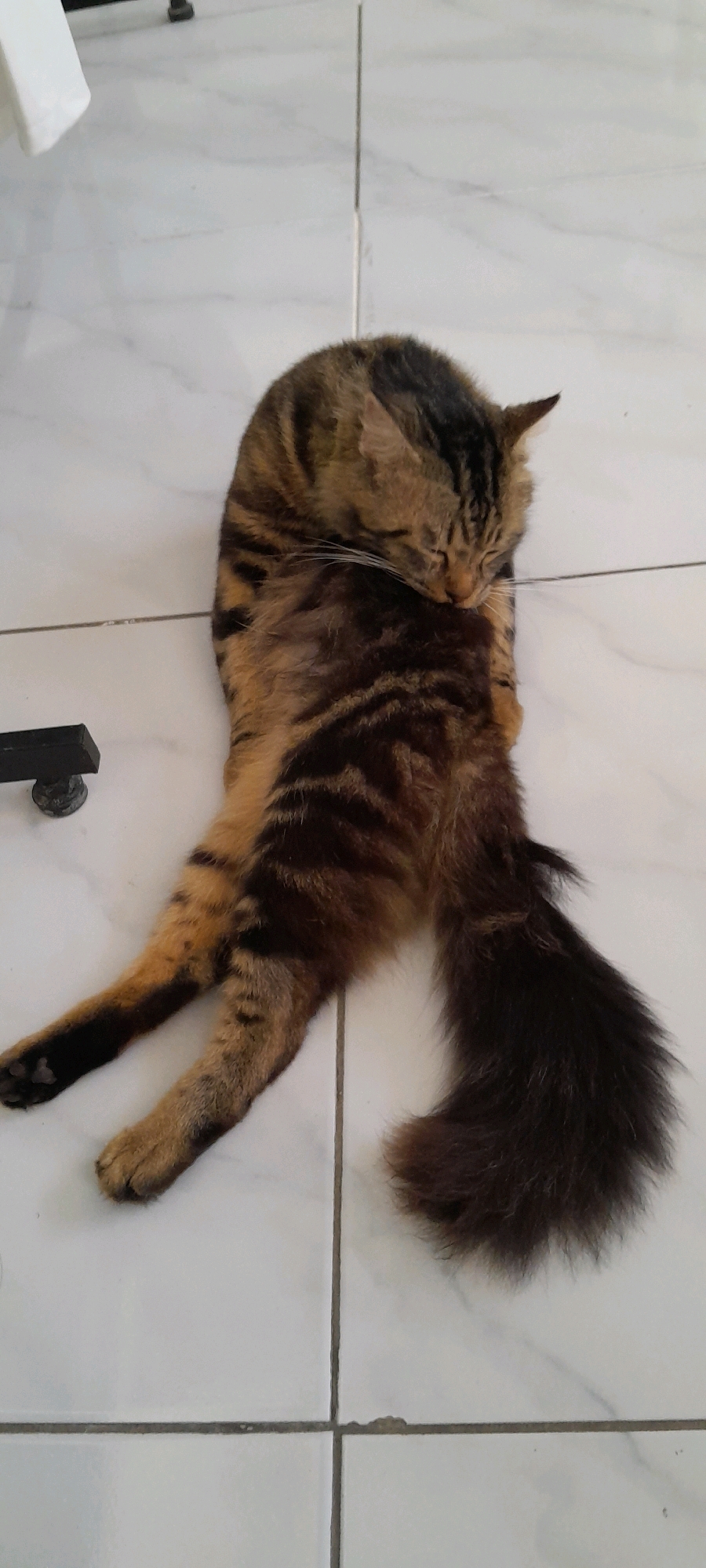 In Rejosari, Indonesia, a tabby cat is lying on its side on a white tiled floor. The cat is curled up, with its head tucked into its body as if grooming. Its fur is a mix of brown and black stripes. The cat's tail, which is long and bushy, curls around its body. The tiled floor has visible grout lines. A dark, metallic object with a cylindrical base is partially visible in the lower left corner of the image.