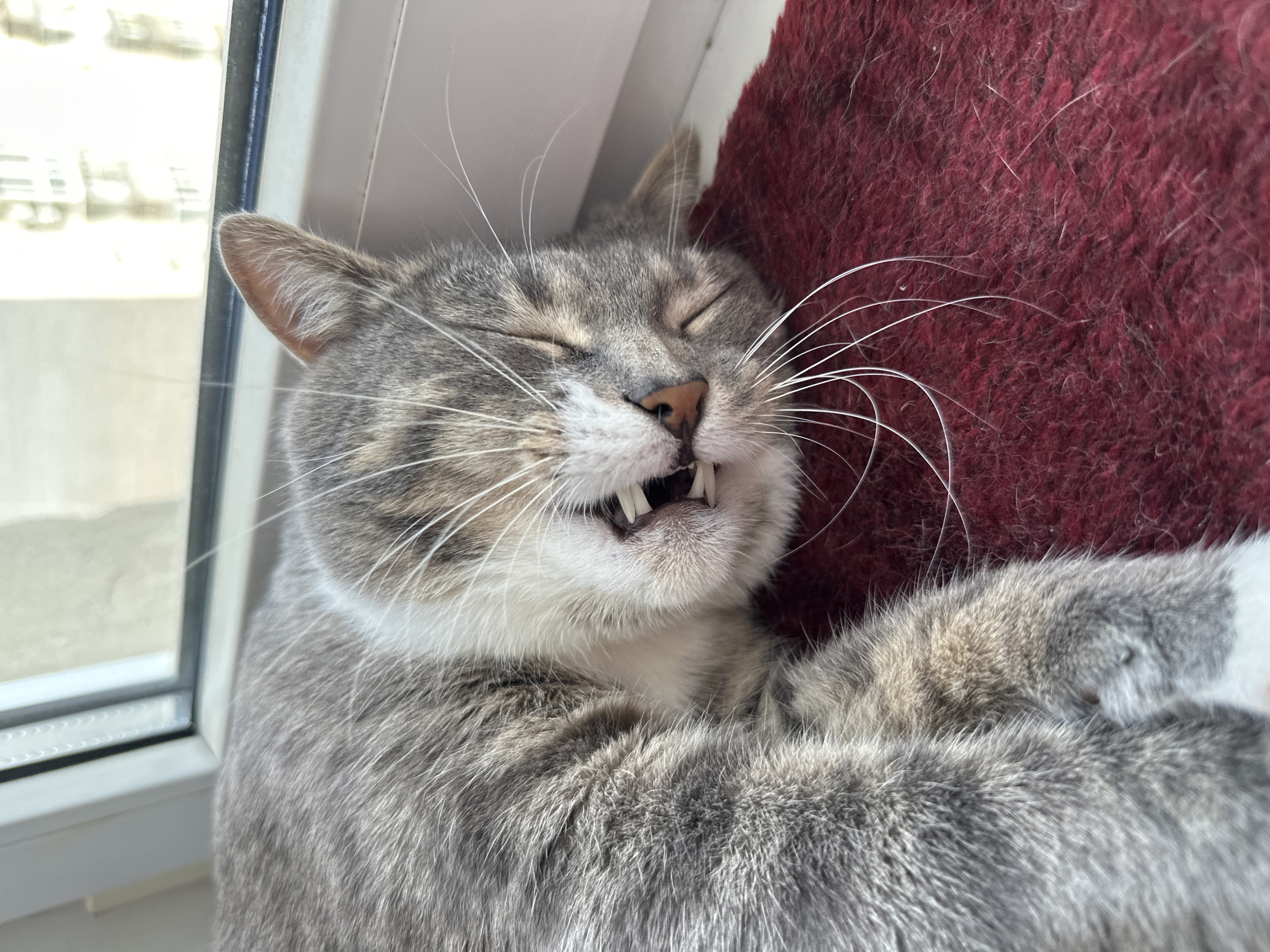 A close-up, eye-level shot captures a grey and white tabby cat sleeping on a textured, dark red surface. The cat is lying on its side, with its eyes closed, and its mouth slightly open, revealing its teeth and tongue. The cat's fur is a mix of grey, black, and white stripes, and its whiskers are long and white. The background shows a window frame and a blurred view of buildings outside. The lighting suggests it is daytime.