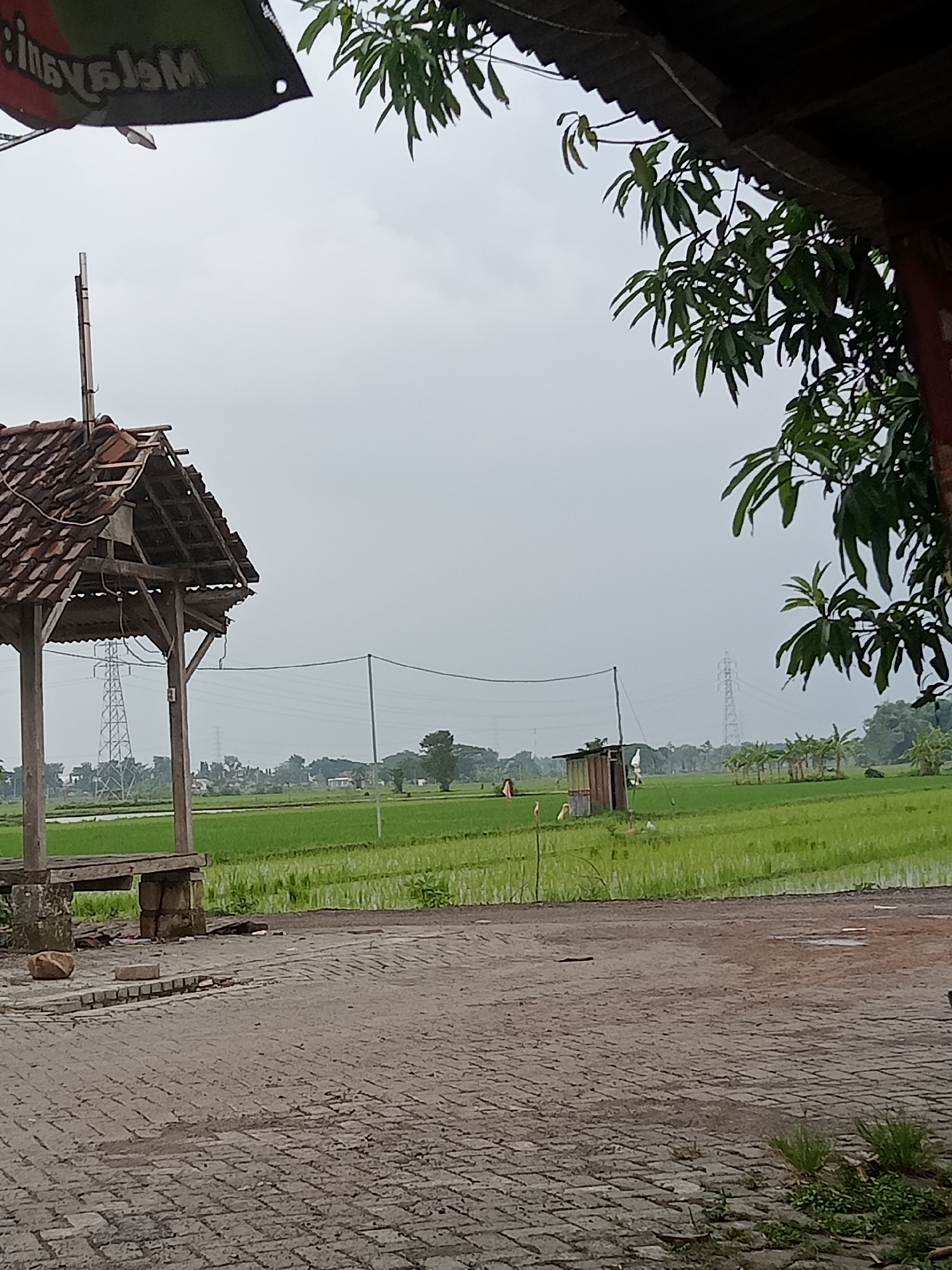 This image presents an overcast rural landscape in Bungur, Indonesia, characterized by lush green rice paddies under a bright, cloudy sky. The scene depicts a tranquil, static view of the countryside.
In the immediate foreground to the left, a rustic, open-sided wooden hut or gazebo stands with a partially damaged roof made of weathered terracotta tiles. Its wooden beams are dark and aged. The ground in the foreground is paved with interlocking grey bricks, which show patches of dampness, suggesting recent rain or standing water. Small tufts of grass and weeds sprout through the cracks in the paving.
Above the hut, to the upper left, a dark banner or flag is partially visible, hanging downwards. Mirrored text on it appears to spell "Malaysian". Overhead, to the right, green leafy branches, possibly from a mango tree, frame the upper right portion of the scene.
The midground is dominated by expansive, vibrant green rice fields, indicating an agricultural setting. Within the fields, small, indistinct figures, resembling scarecrows or distant individuals, are visible, along with a small, simple wooden shed-like structure. A net, possibly for sports or to protect crops from birds, stretches across a section of the field.
In the background, two prominent grey power transmission towers (pylons) rise above the distant horizon, suggesting a mix of rural and industrial elements. Scattered trees and foliage complete the distant landscape. The time of day appears to be either early morning or late afternoon, or simply a heavily overcast day, contributing to the soft, diffused light across the scene. No specific human activity is visibly occurring.