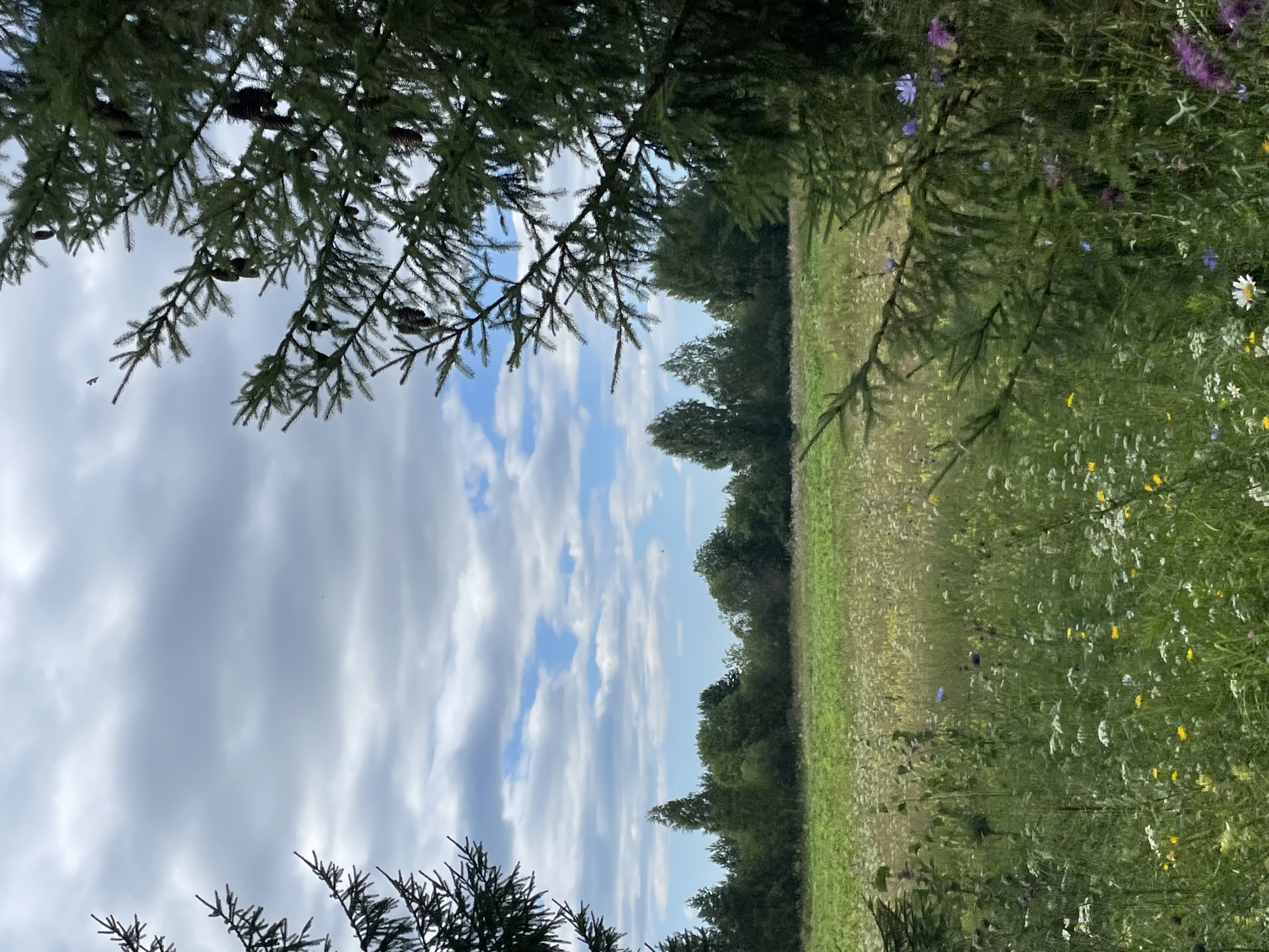 The image depicts a serene natural landscape, likely in the vicinity of Kstininskogo Doma Otdykha, Russia. The foreground is dominated by a dense growth of wildflowers and tall green grass, interspersed with a few pine branches extending from the sides of the frame. Among the wildflowers, small white, yellow, and purple blossoms are visible. In the middle ground, a green meadow stretches towards a dense line of trees, which forms the horizon. The trees are a mix of deciduous and coniferous species, with a varied canopy of green foliage. The sky above is partially cloudy, with patches of blue visible through the white and grey clouds. A few small birds are visible flying in the sky. The overall impression is one of a tranquil rural or natural setting, untouched by human activity. There are no people or man-made structures visible in the image.