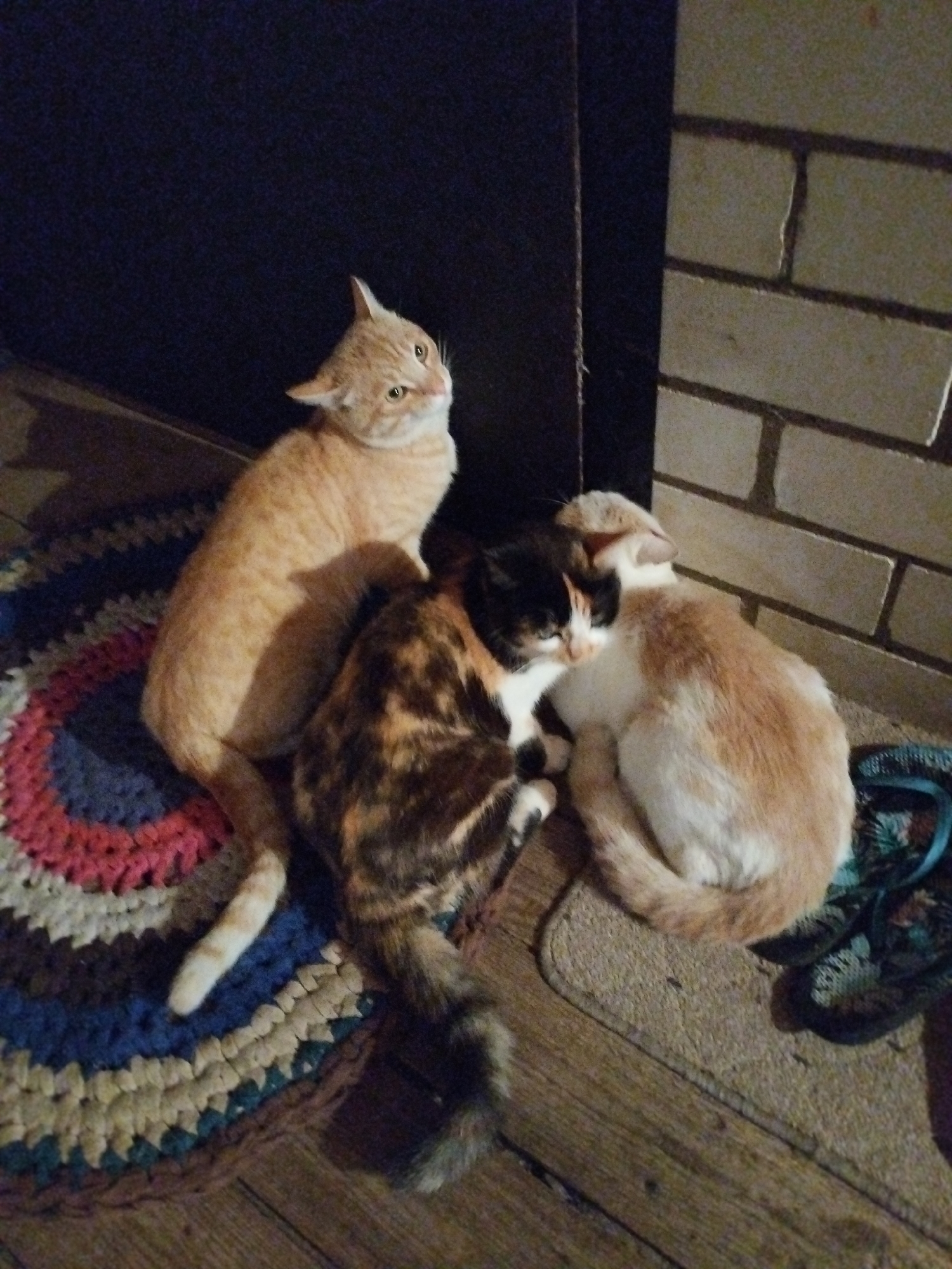 The image shows three cats nestled together on a floor in what appears to be a residential setting. One orange cat is sitting upright, looking to the left and upward. Another cat with tortoiseshell and black markings is curled up, facing left. A third cat, primarily white and orange, is also curled up, nestled between the other two and facing right. The cats are positioned on a colorful, round rug and a smaller rectangular mat, with a brick wall visible in the background. The lighting suggests it is indoors, possibly in the evening. The overall scene is domestic and appears to be a casual snapshot of the animals.