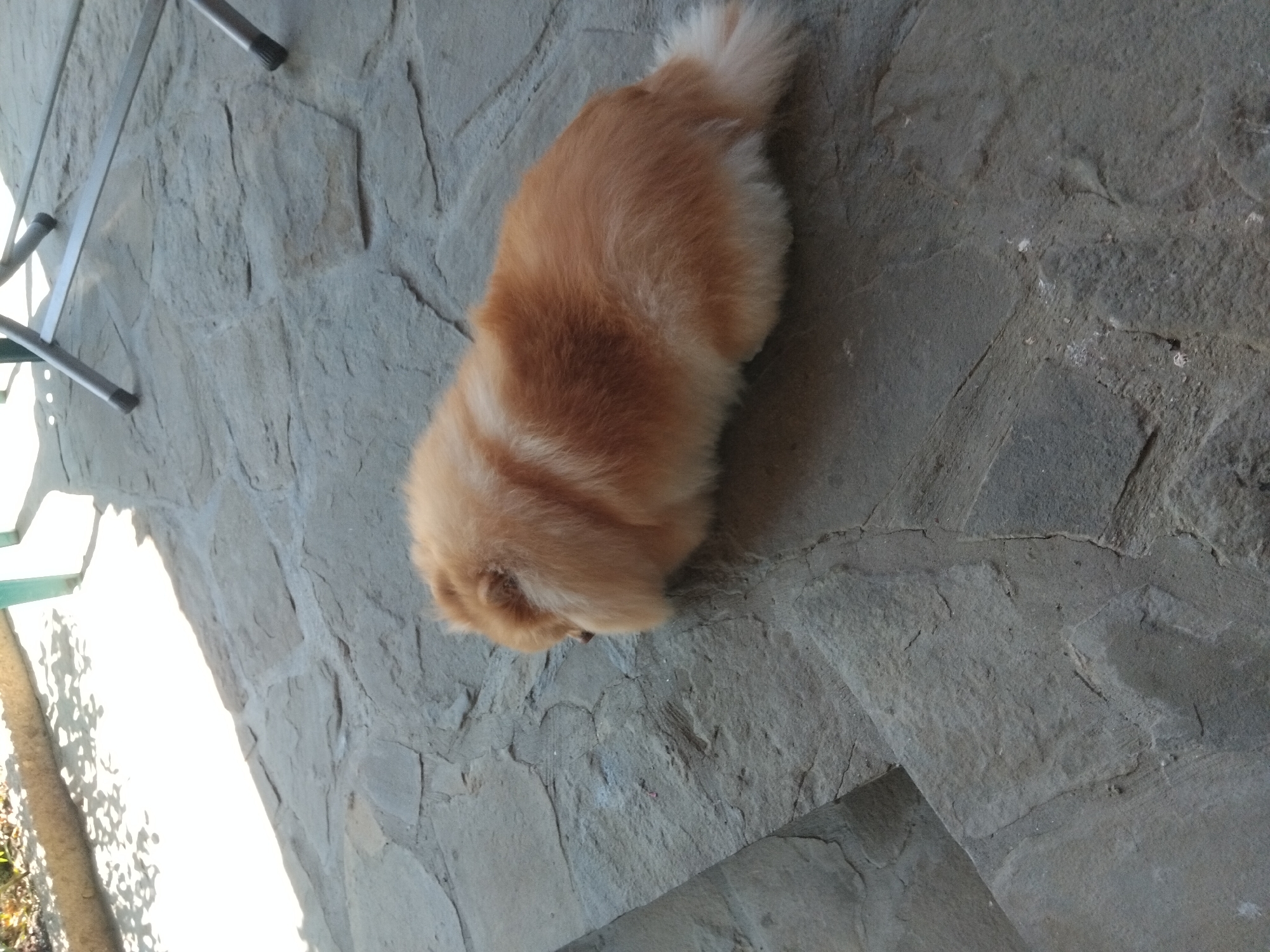 The image depicts a light-colored Pomeranian dog lying down on a stone patio. The dog is facing to the left of the frame, with its head tucked in. The stone patio is made up of irregular flagstones. In the upper left corner, there is a patch of sunlight casting shadows from foliage. In the upper right, the legs of a metal chair are visible. The scene appears to be outdoors, likely in a residential yard or a public space with outdoor seating. The location is stated to be Apriltsi, Bulgaria.
